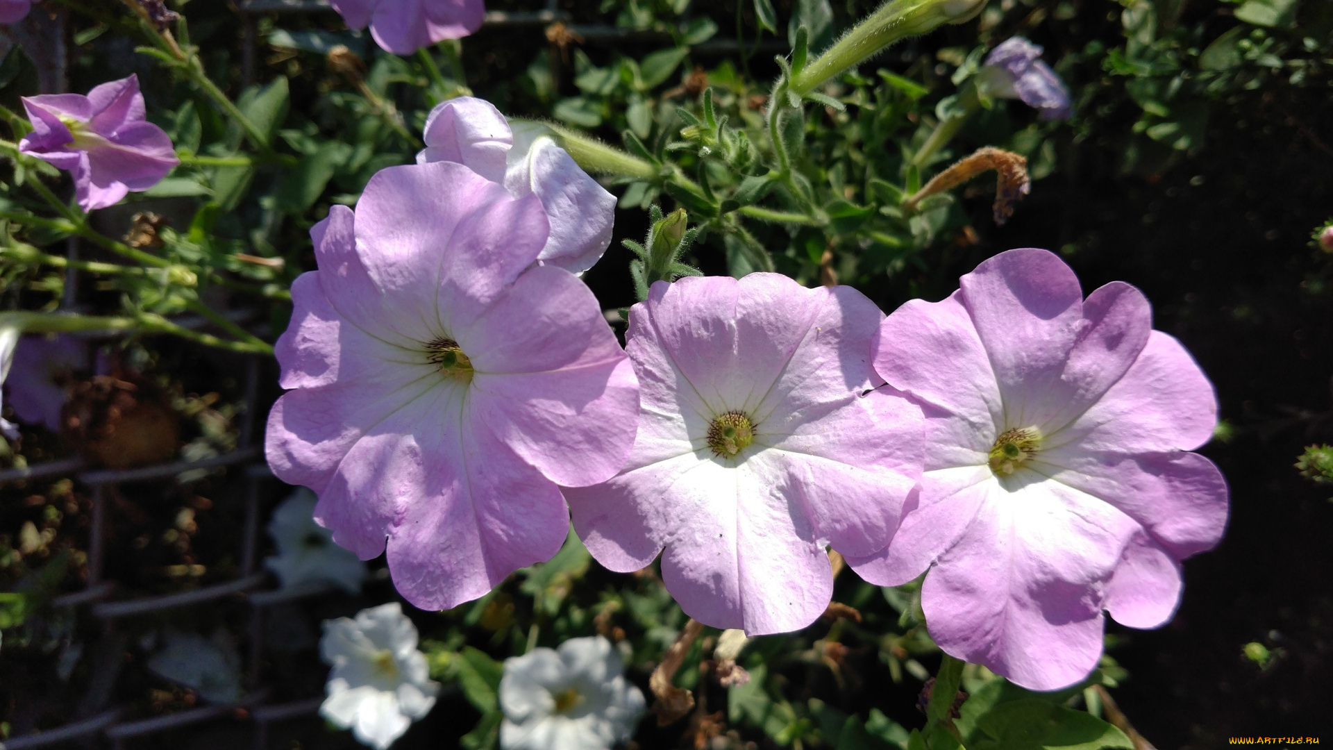 цветы, петунии, , калибрахоа, трио