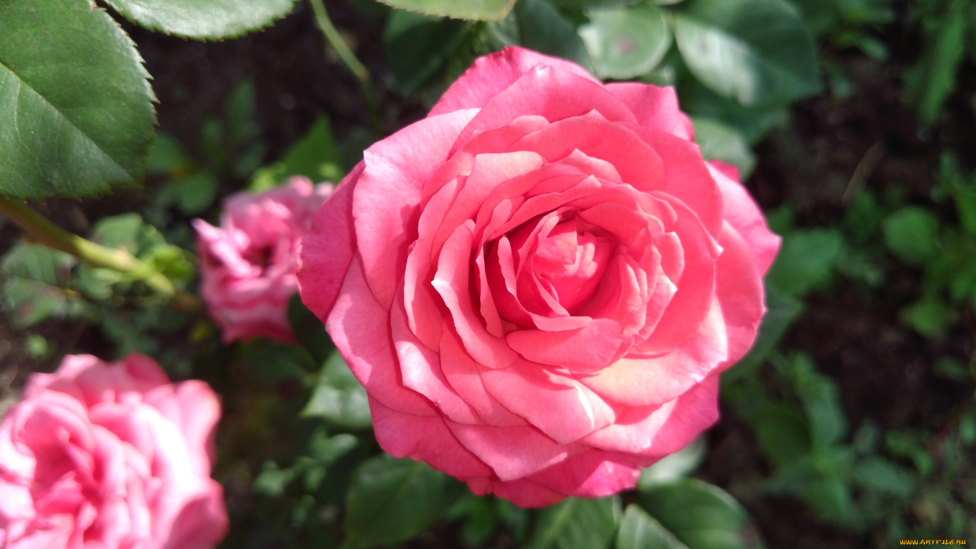 цветы, розы, розовый