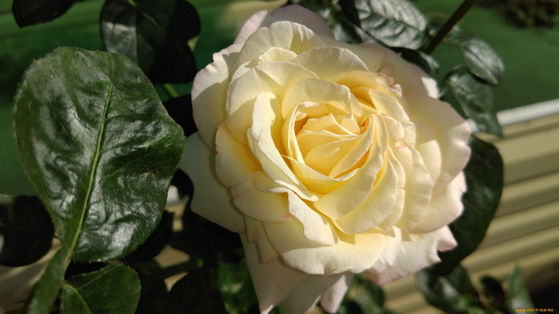 цветы, розы, жёлтая