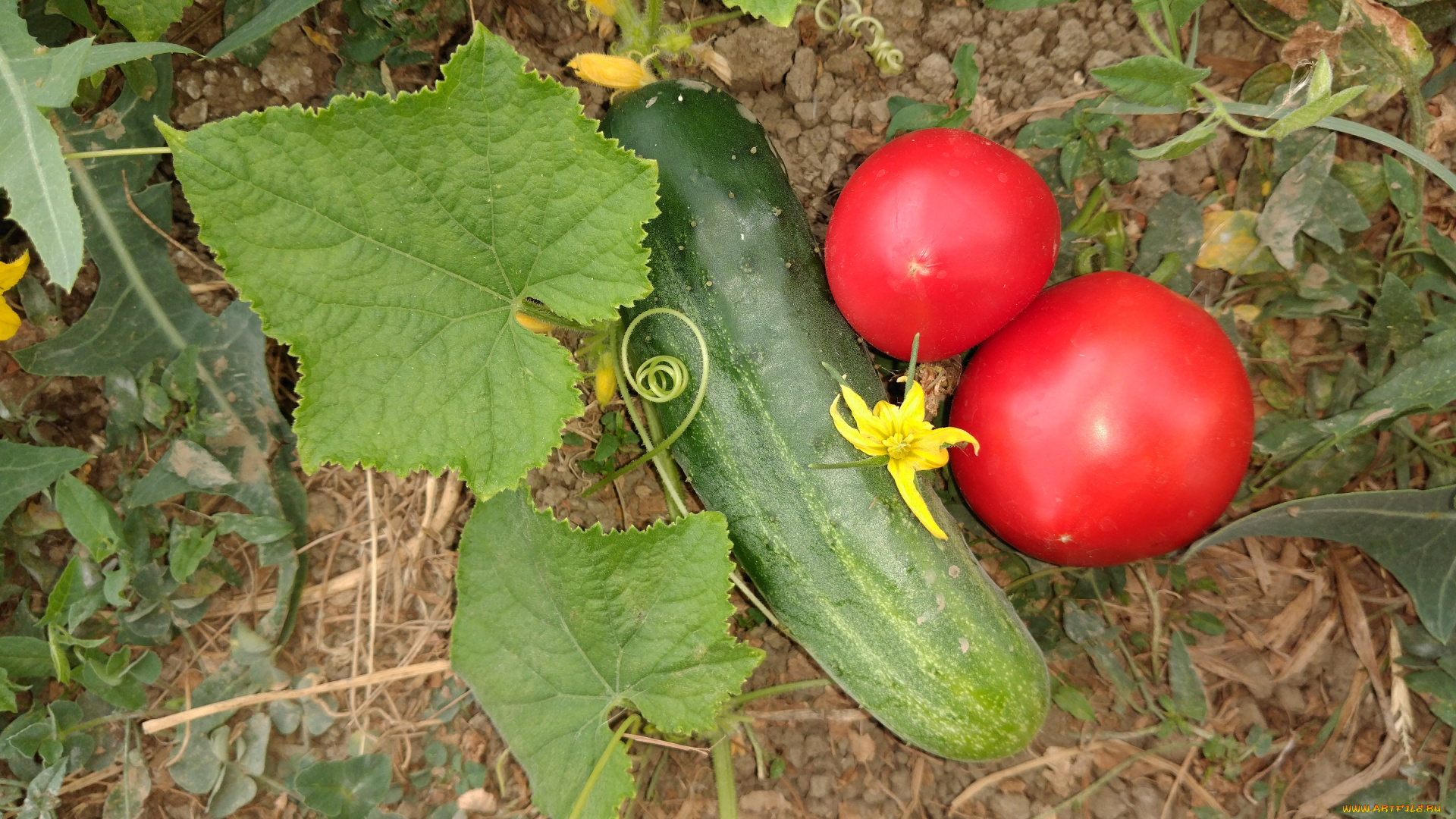 еда, овощи, помидоры, огурец, томаты