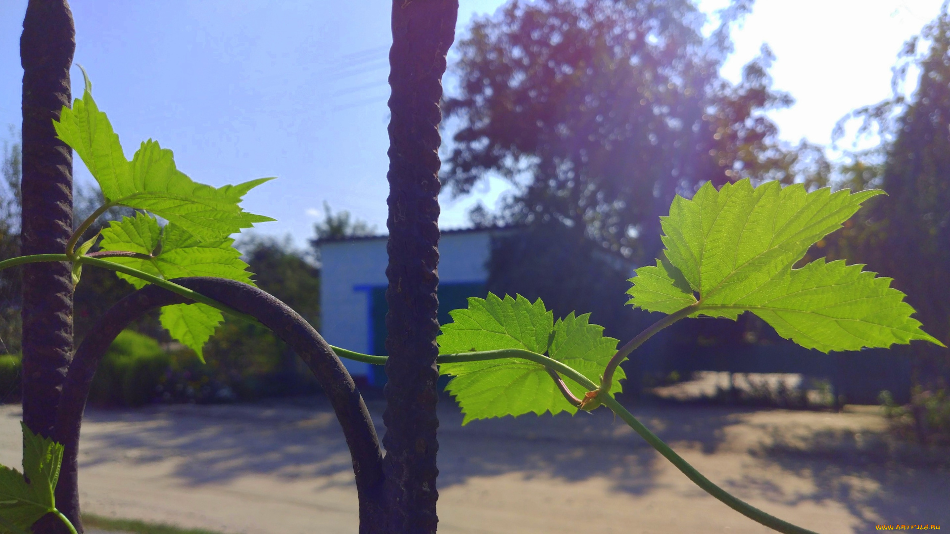 природа, листья, хмель