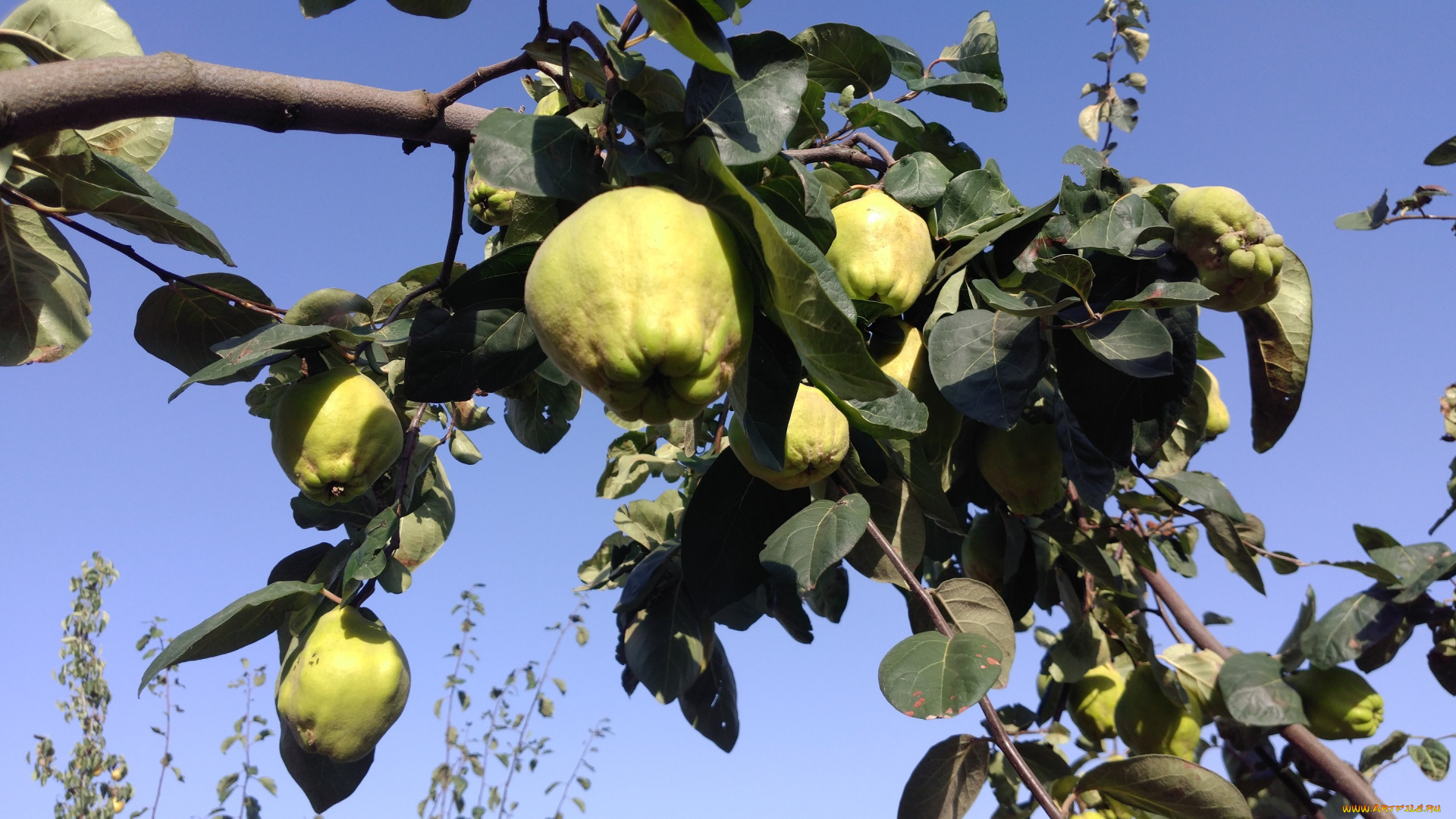 природа, плоды, айва