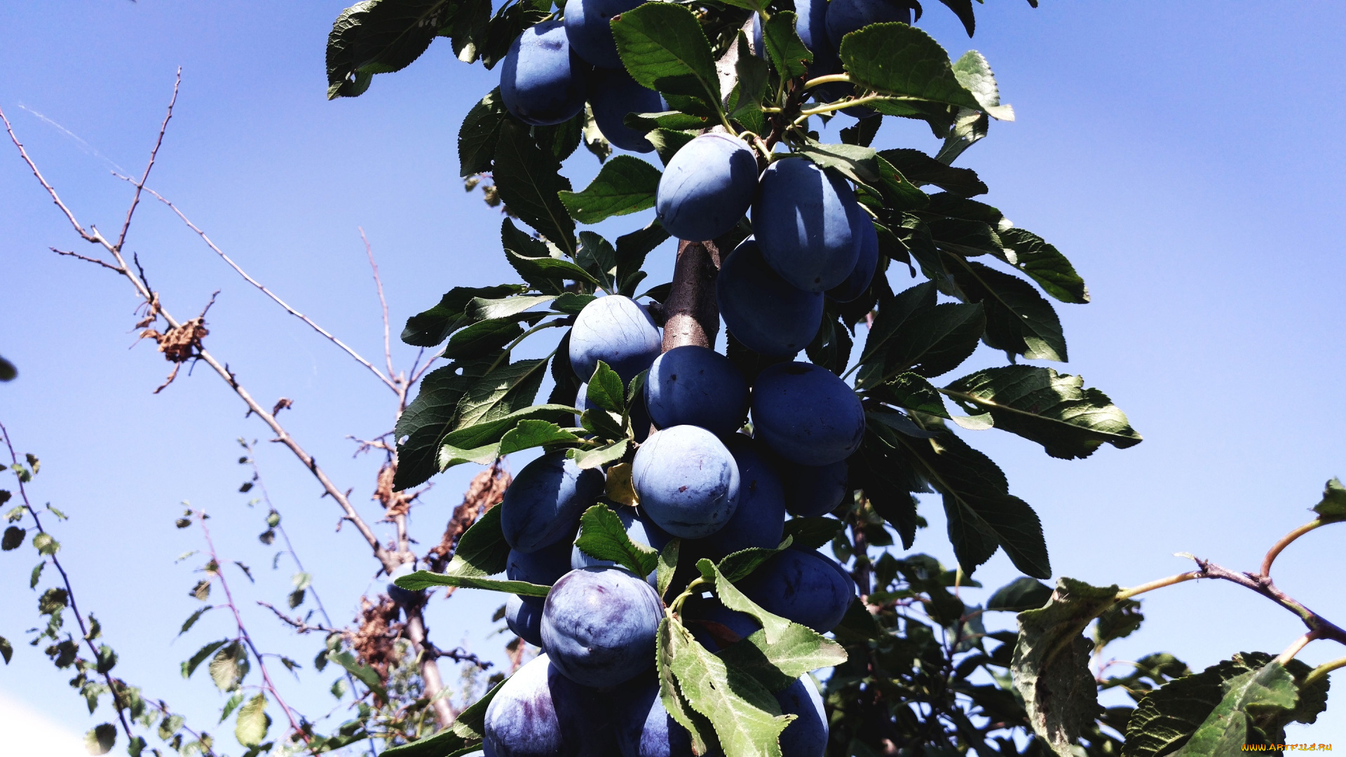 природа, плоды, слива