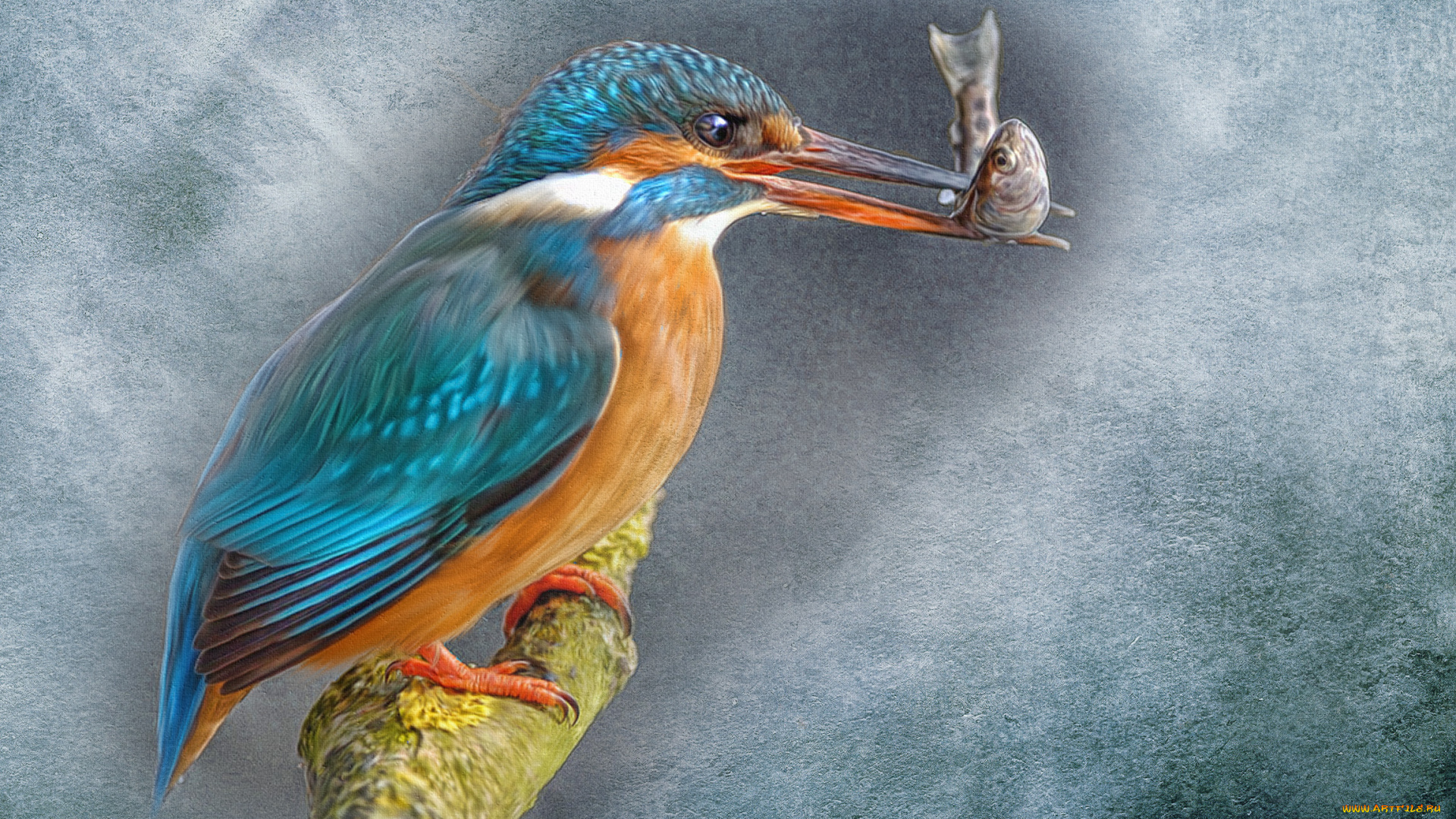 рисованное, животные, фон, птица, живопись, ветка, зимородок