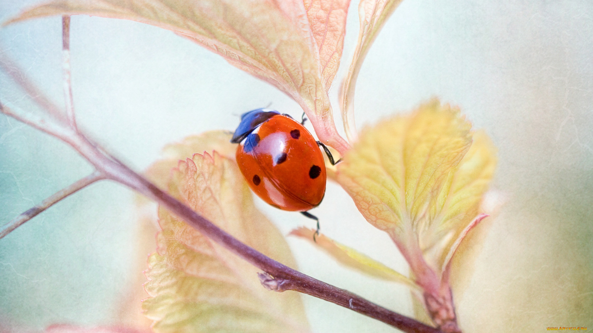 животные, божьи, коровки, божья, коровка, насекомое, макро, ветка