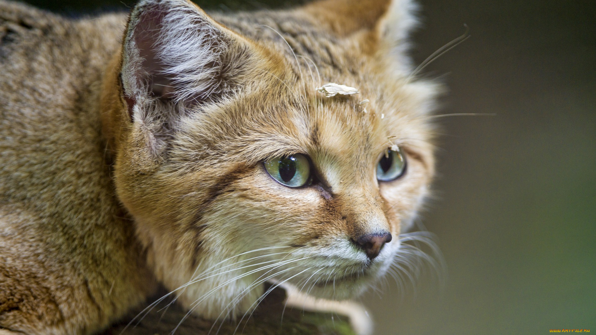 животные, дикие, кошки, взгляд, морда