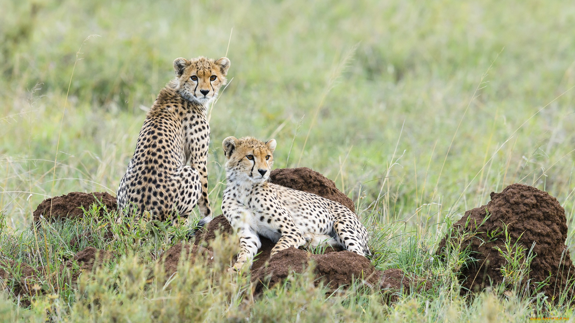 животные, гепарды, двое, растения, взгляд