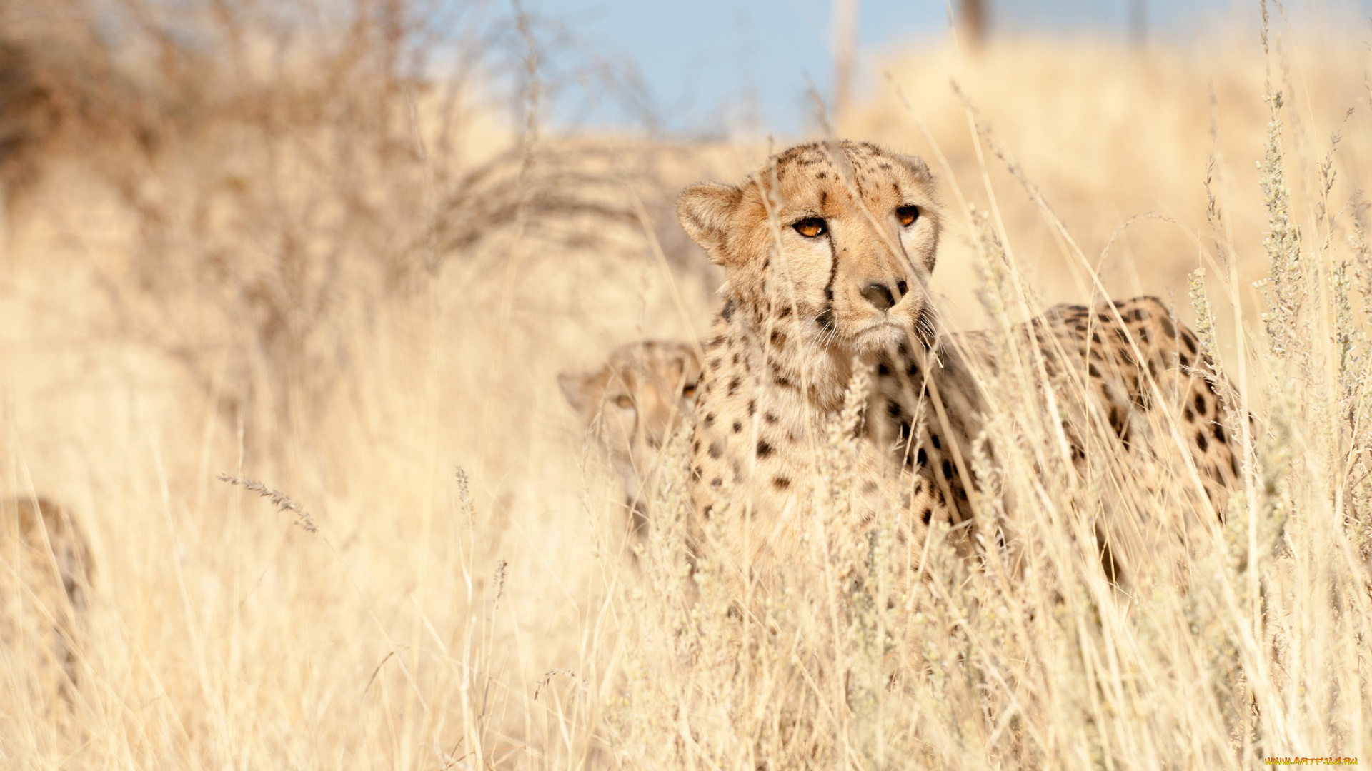 животные, гепарды, взгляд, трава