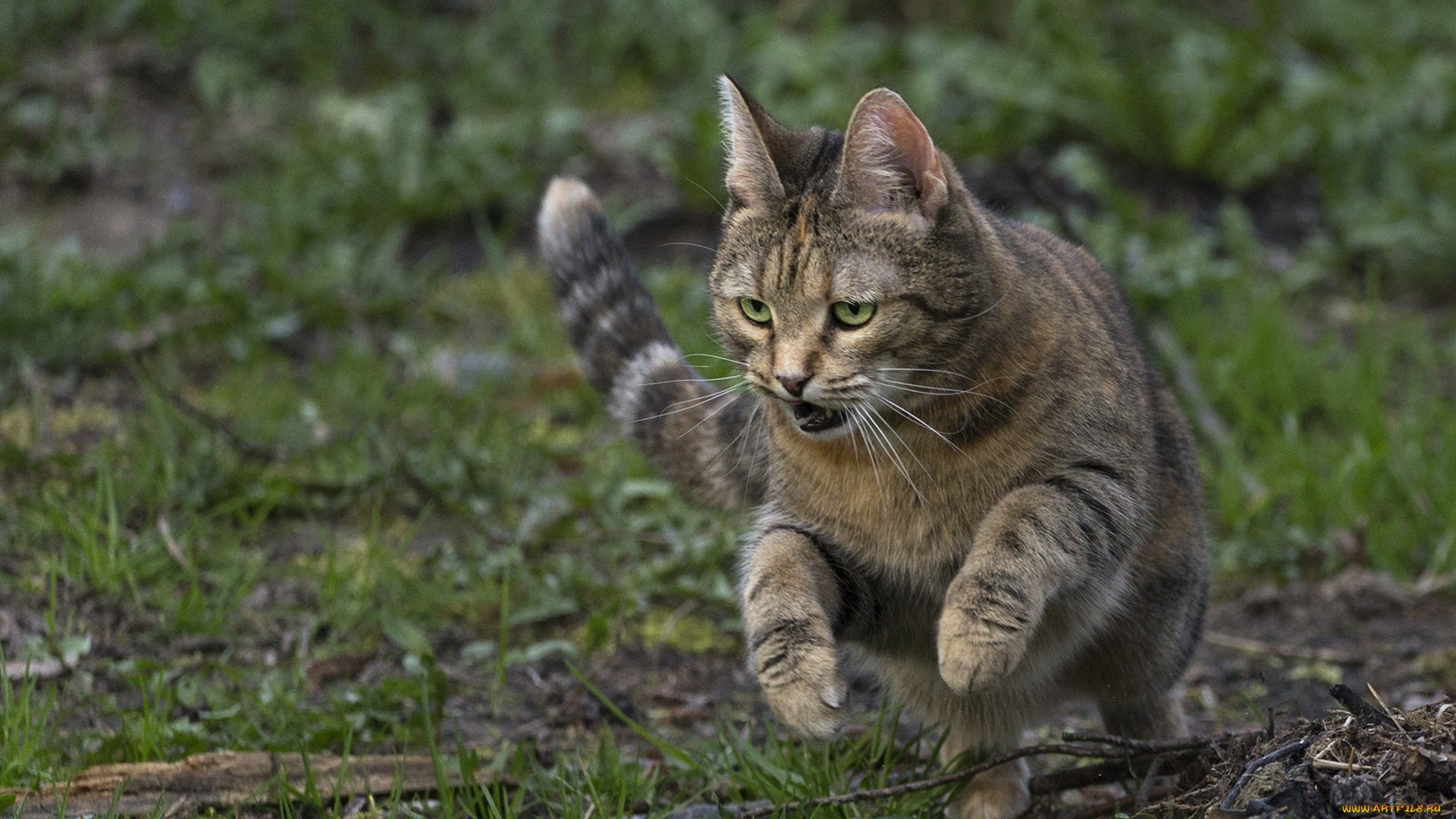 животные, коты, киса