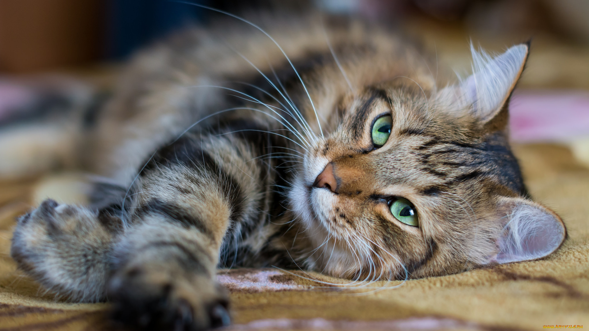 животные, коты, киса