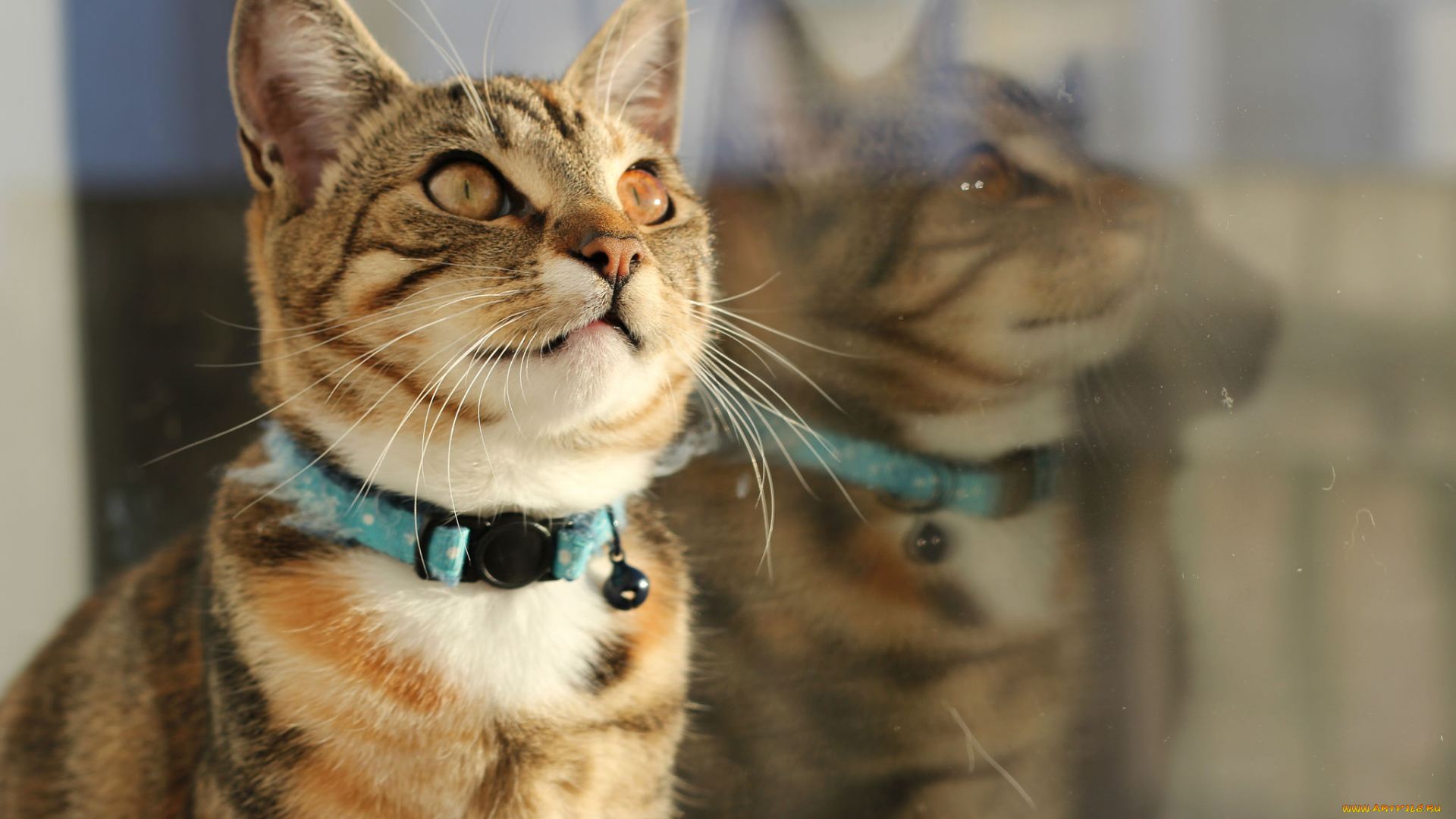 животные, коты, киса