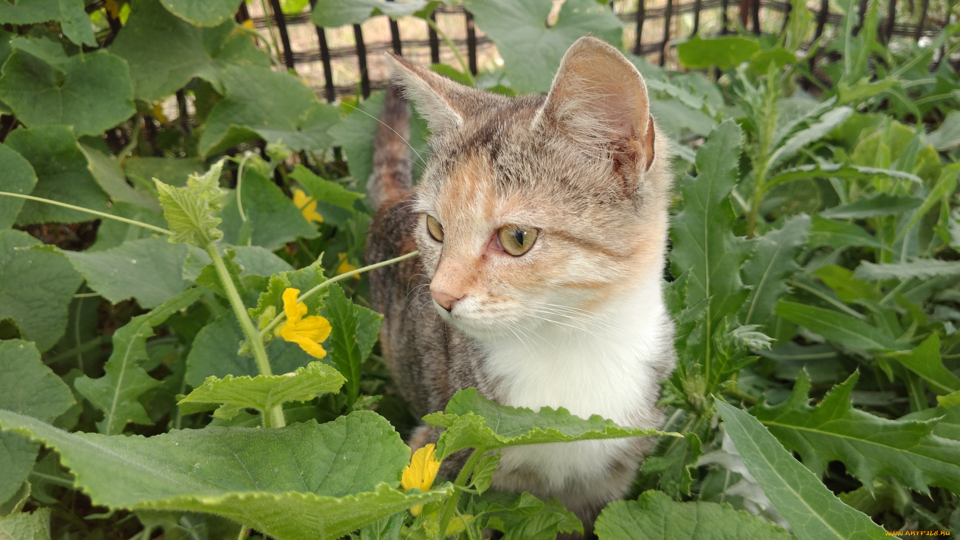 животные, коты, кошка