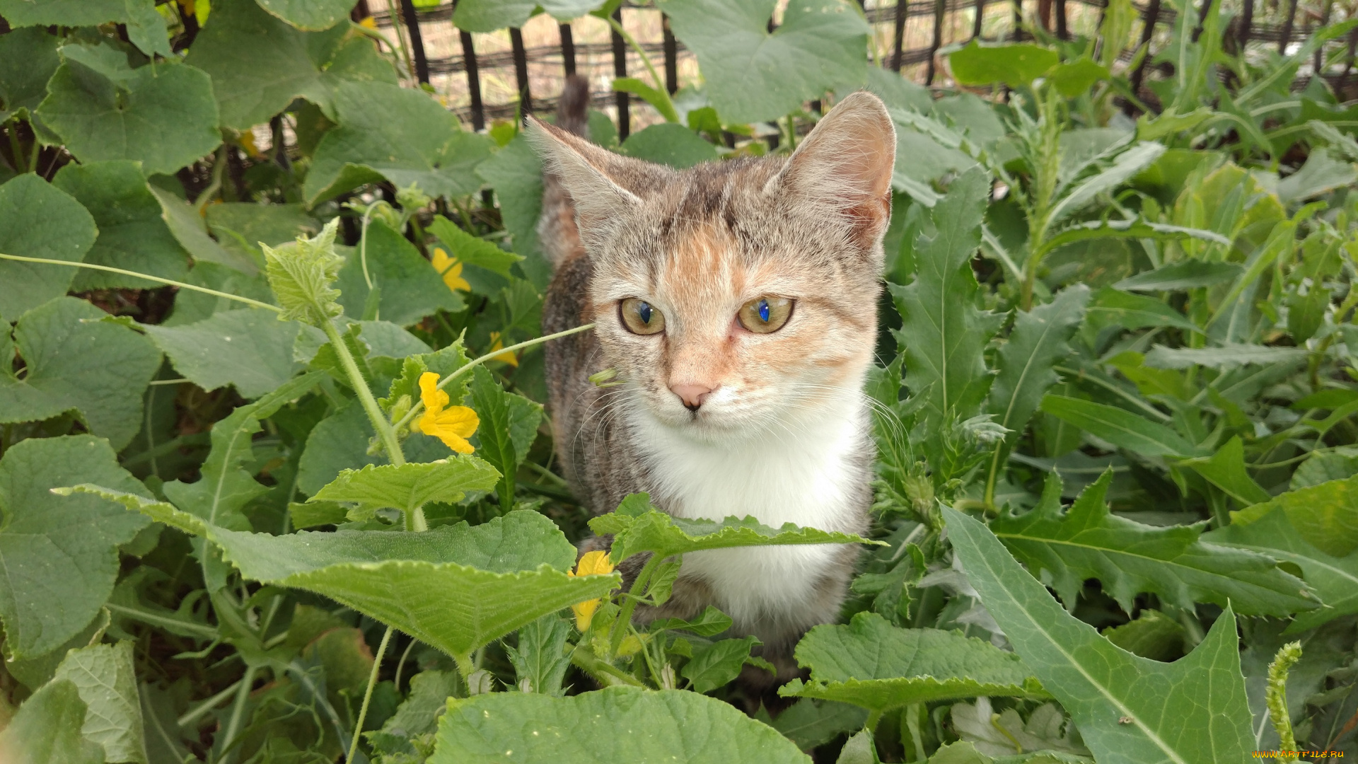 животные, коты, кошка