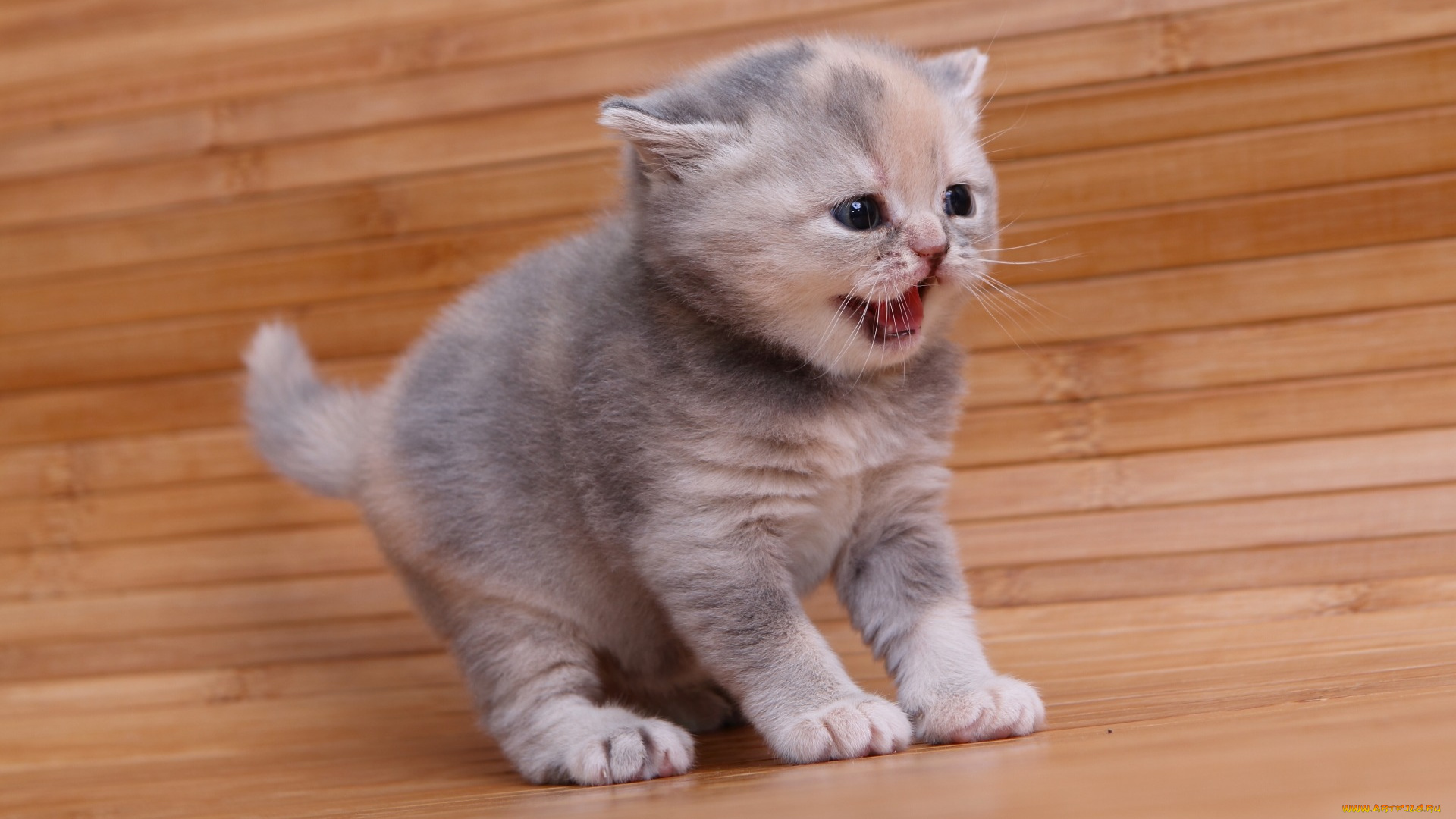 животные, коты, котенок