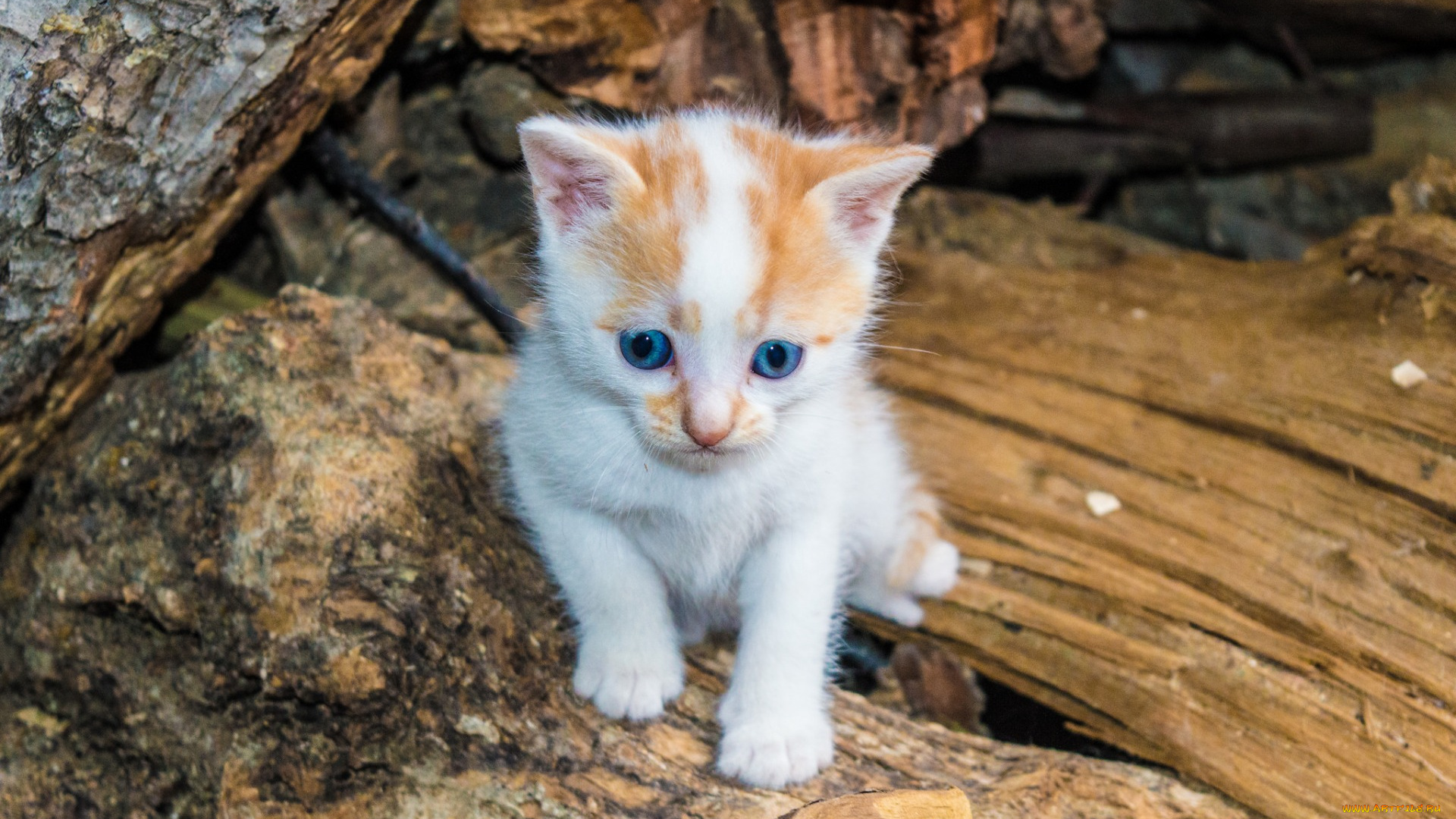 животные, коты, котенок