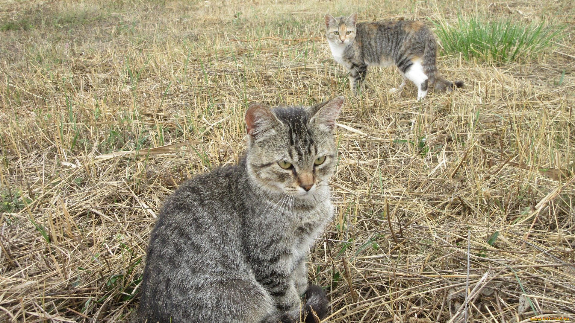 животные, коты, котята