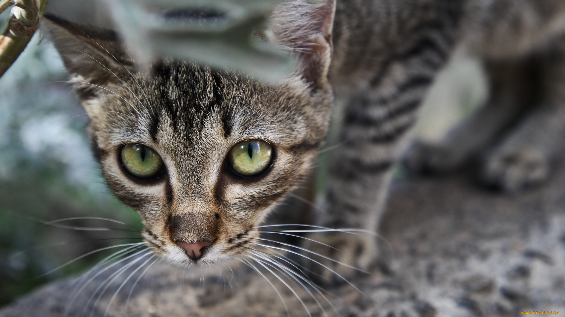 животные, коты, морда, взгляд