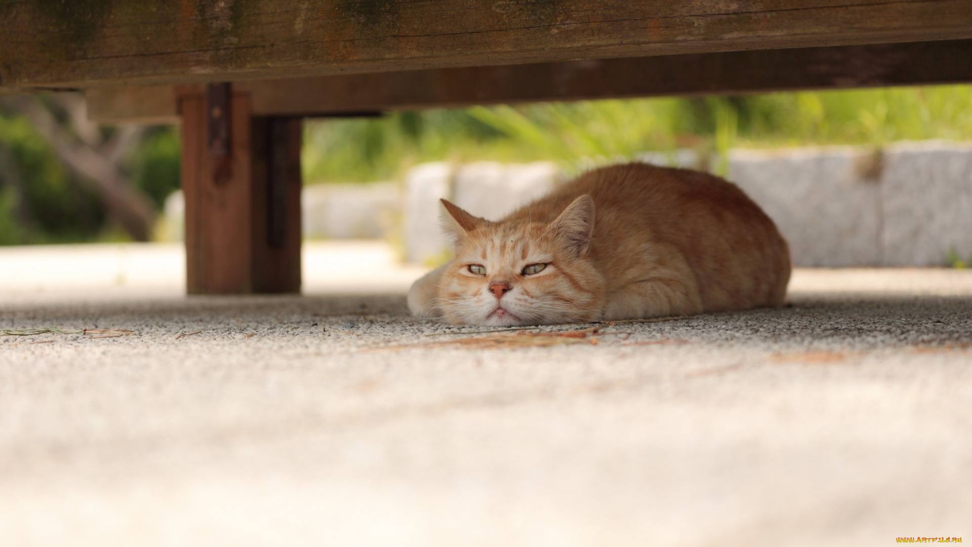 животные, коты, отдых, рыжий, цвет