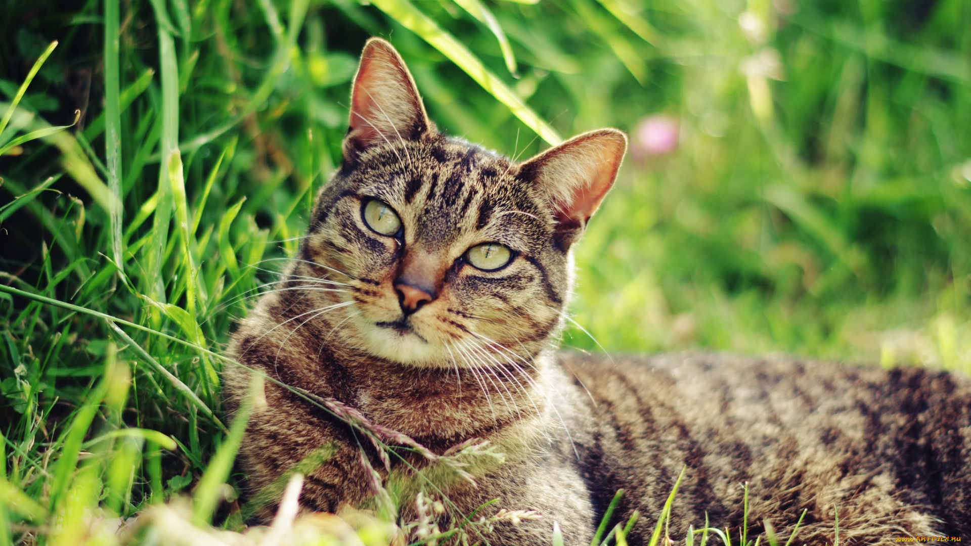 животные, коты, трава, взгляд