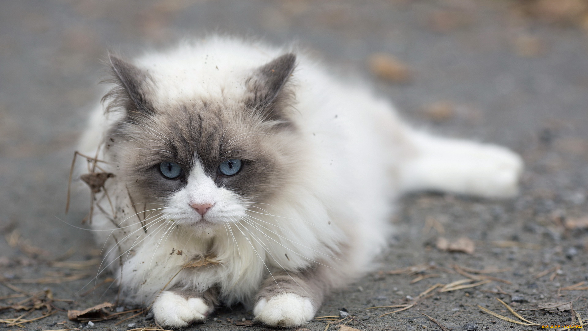 животные, коты, взгляд