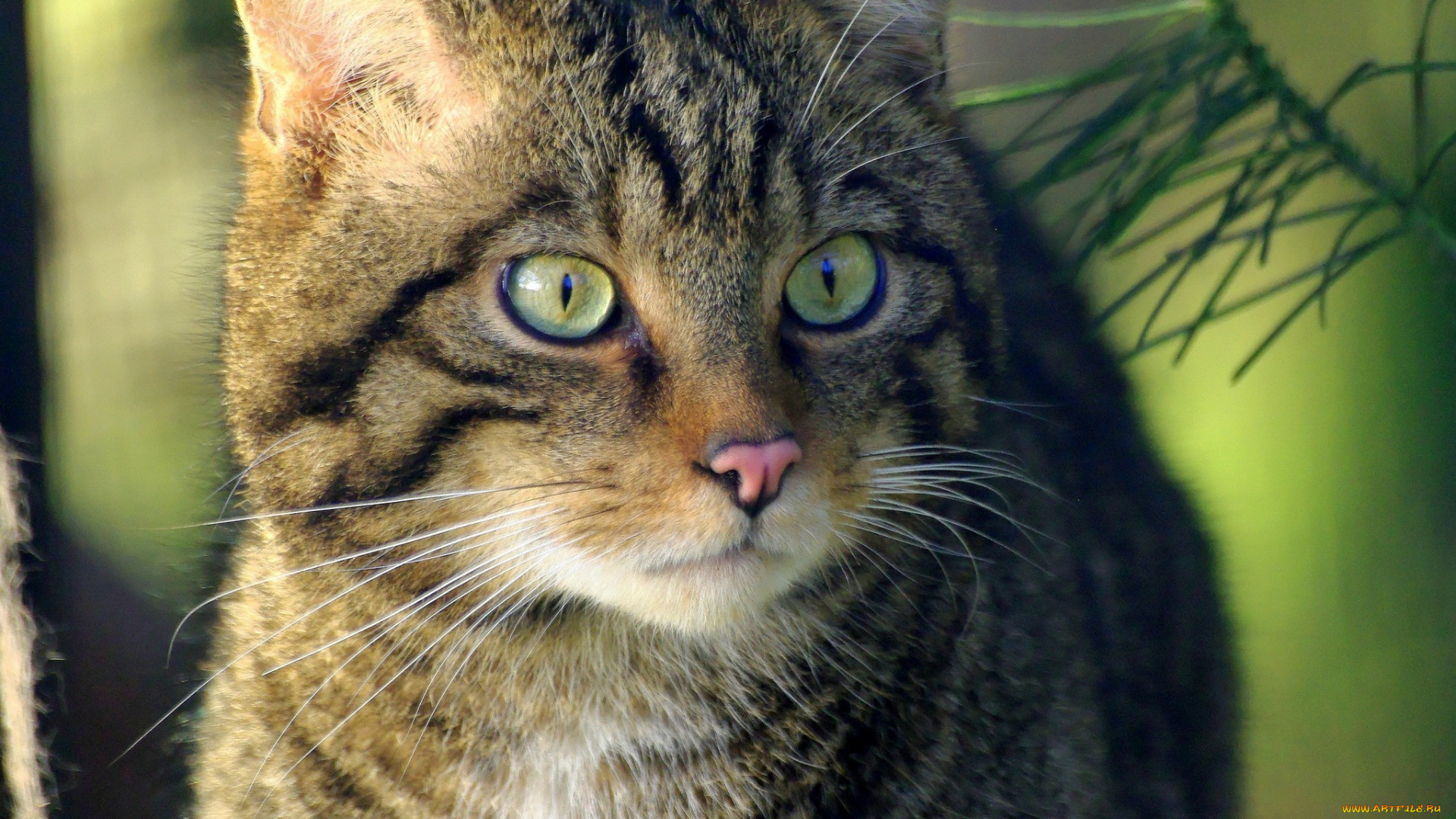 животные, коты, взгляд, морда