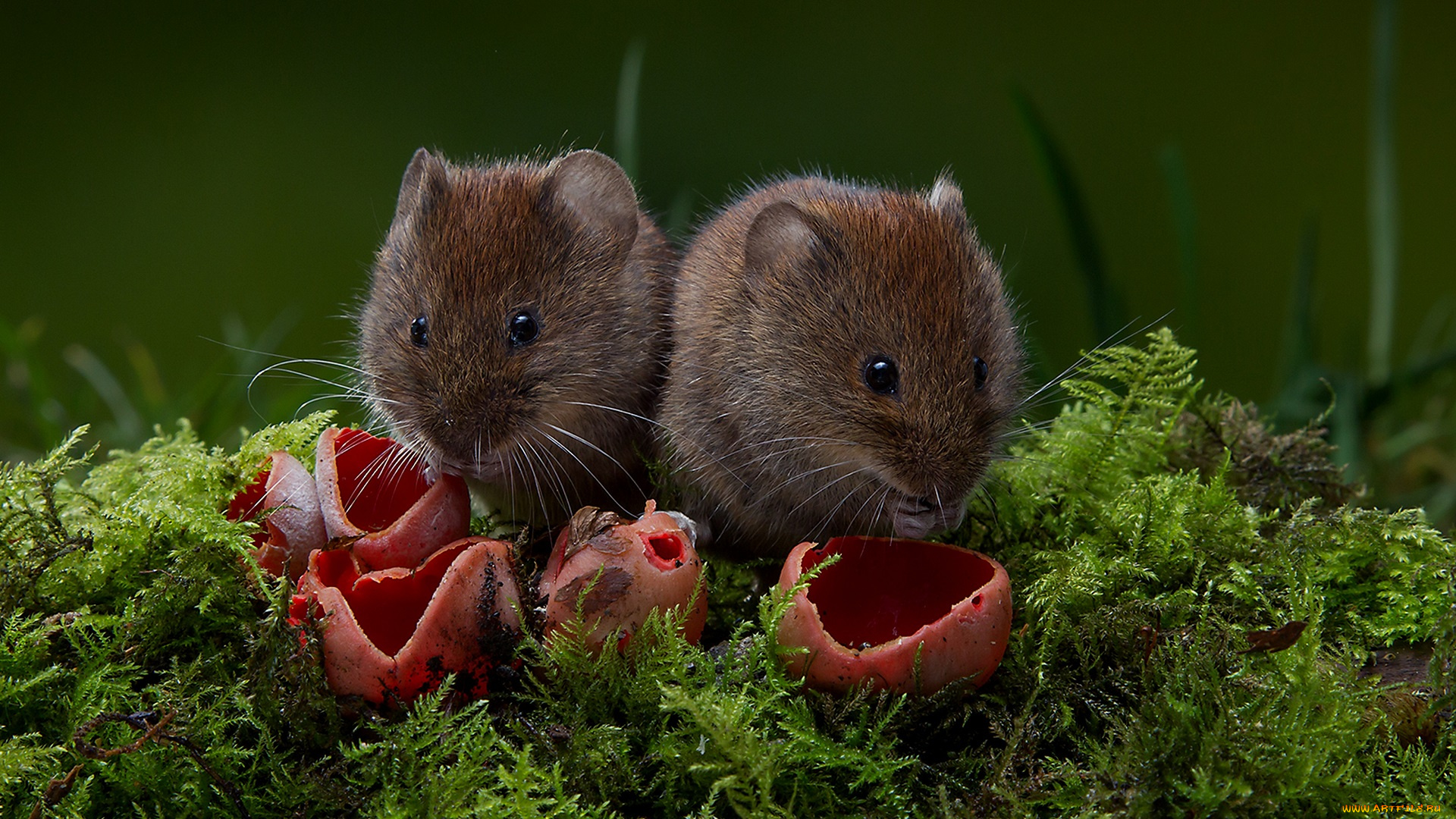 животные, крысы, , мыши, мышки