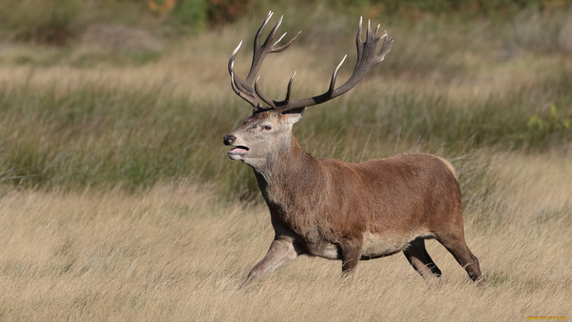 животные, олени, трава, луг, природа, животное, олень