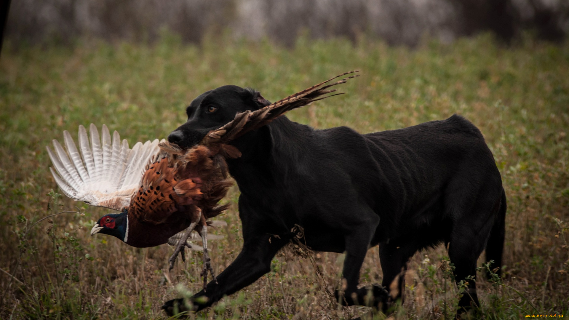 животные, разные, вместе, птица, охота, растения, черный, цвет