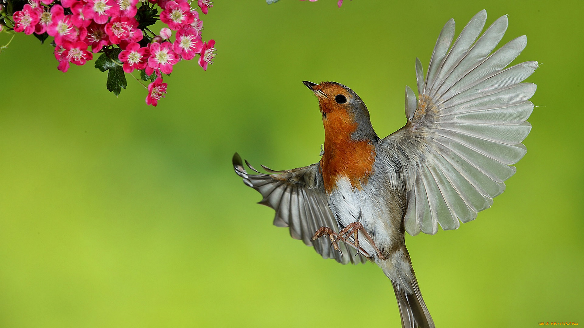 животные, синицы, , лазоревки, птица