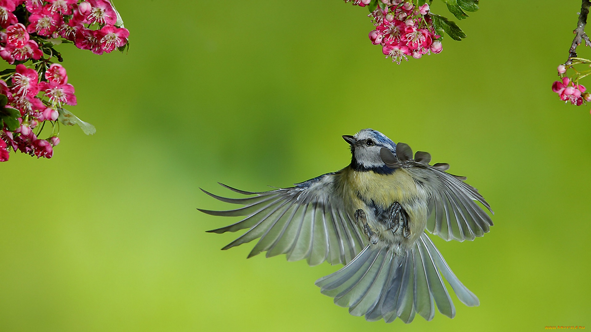 животные, синицы, , лазоревки, синица