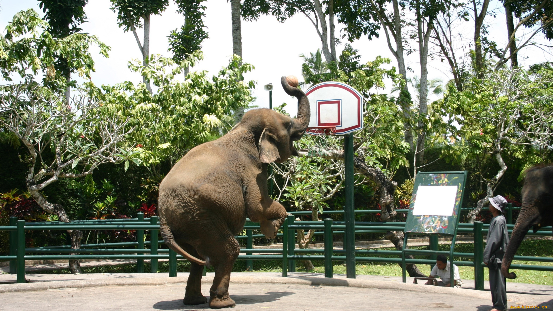 животные, слоны, слон