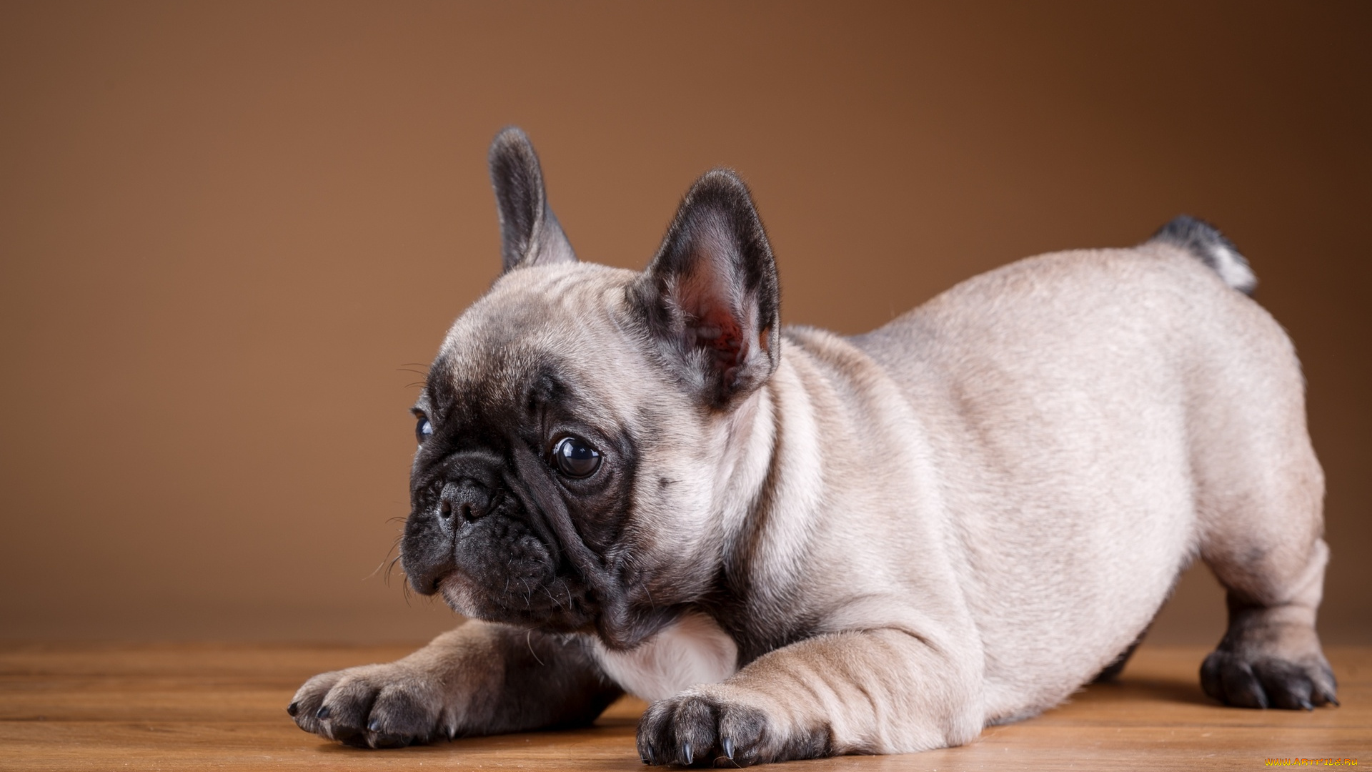 животные, собаки, фотосессия