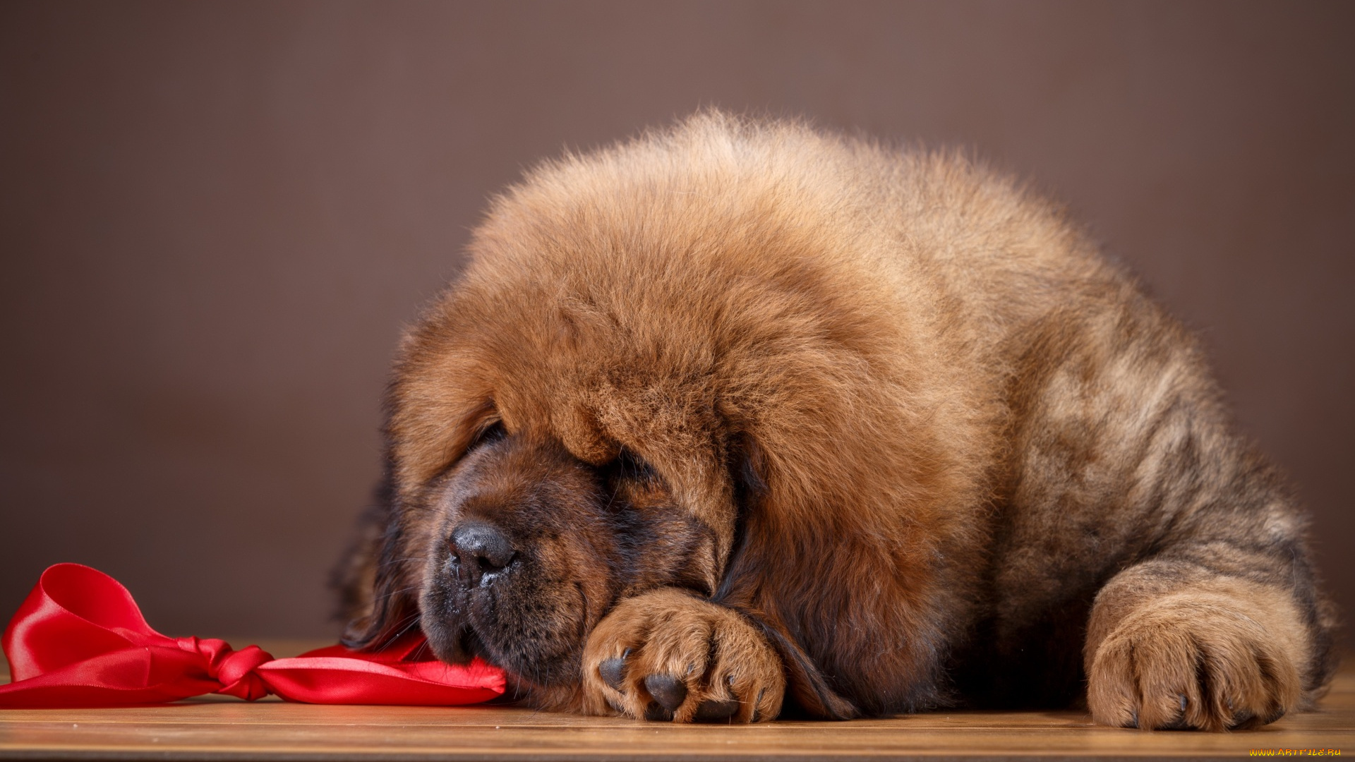 животные, собаки, отдых