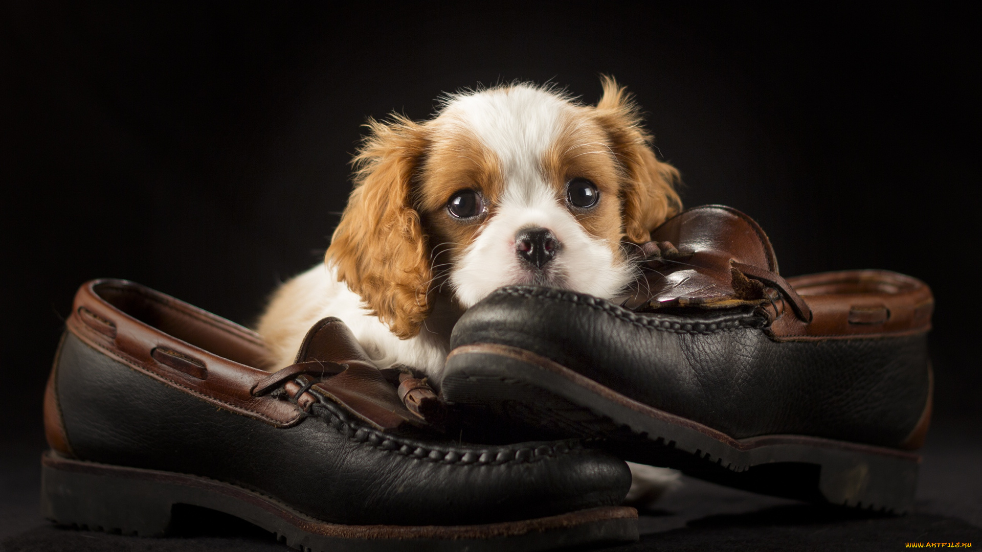 животные, собаки, щенок, туфли, милый, обувь