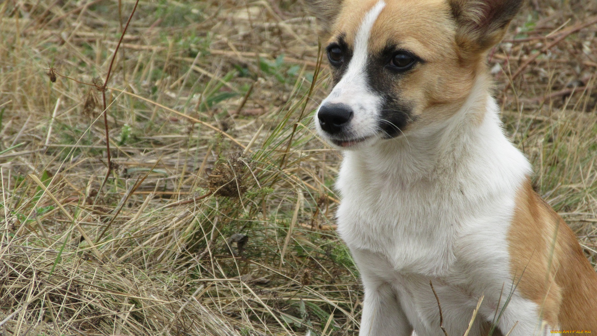 животные, собаки, собака