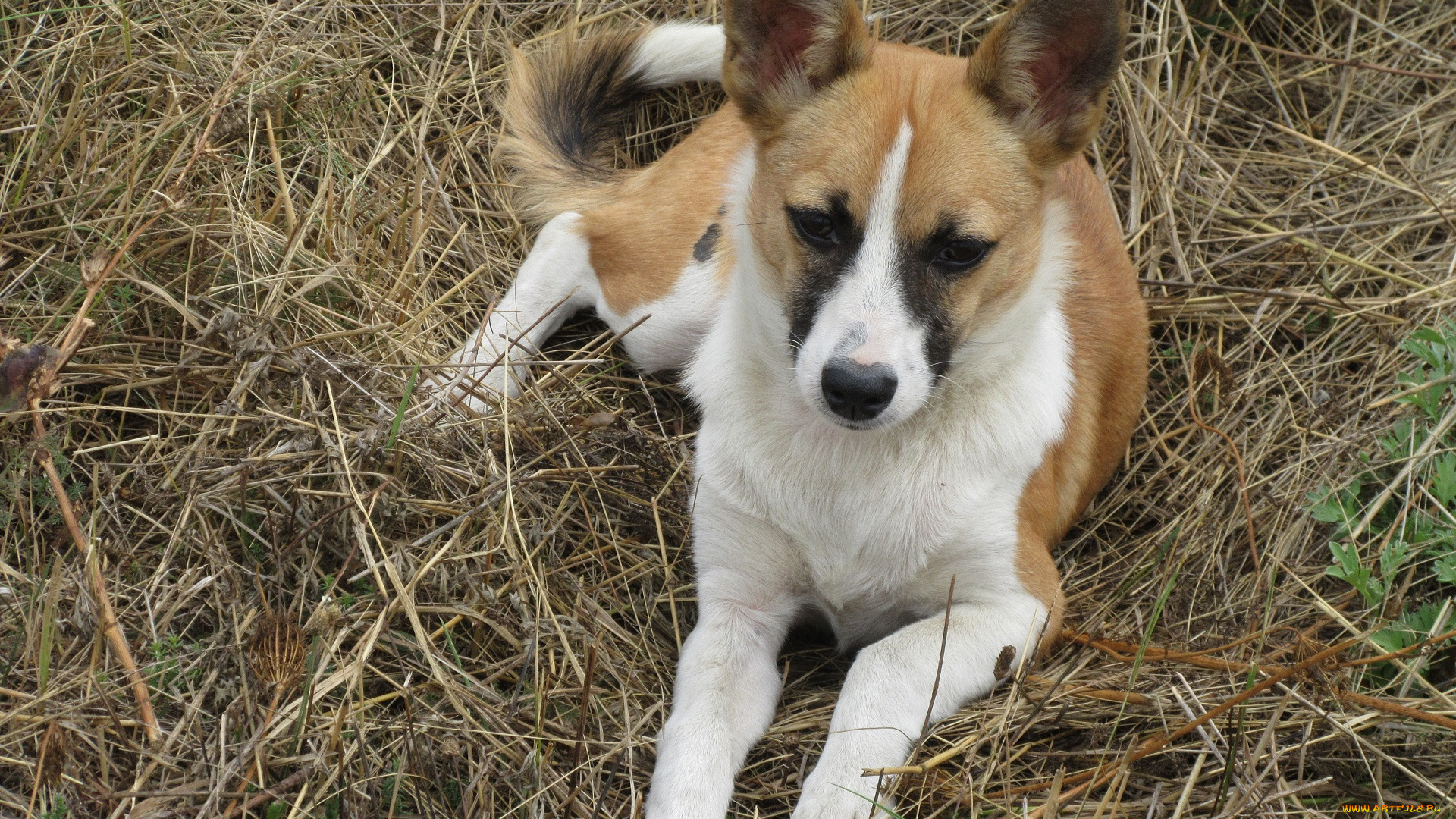 животные, собаки, собака