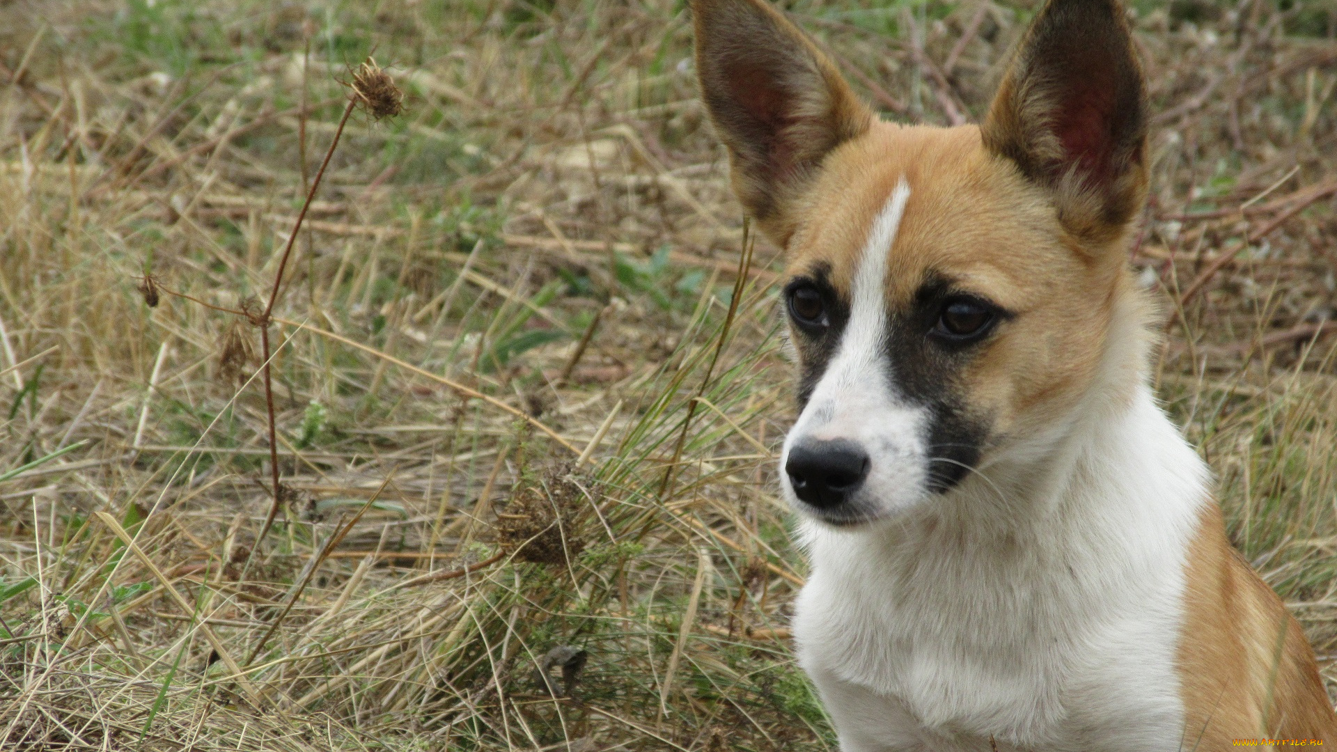 животные, собаки, собака