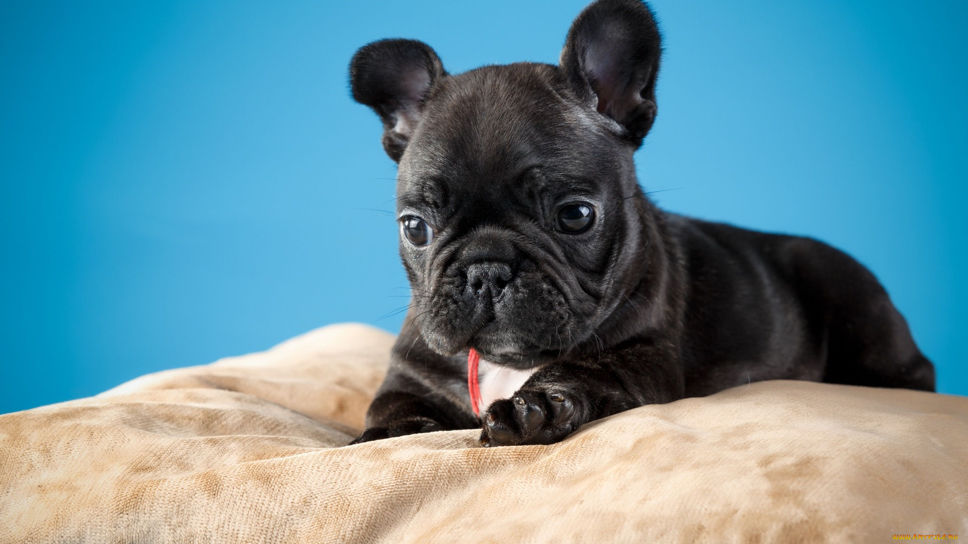 животные, собаки, взгляд, морда