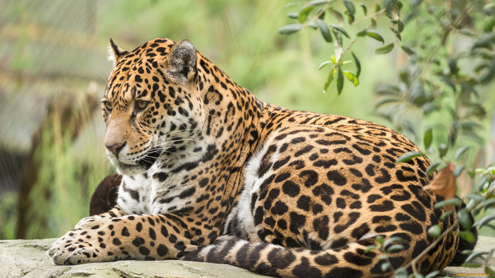 животные, Ягуары, кошка, природа, животное, ягуар, отдых