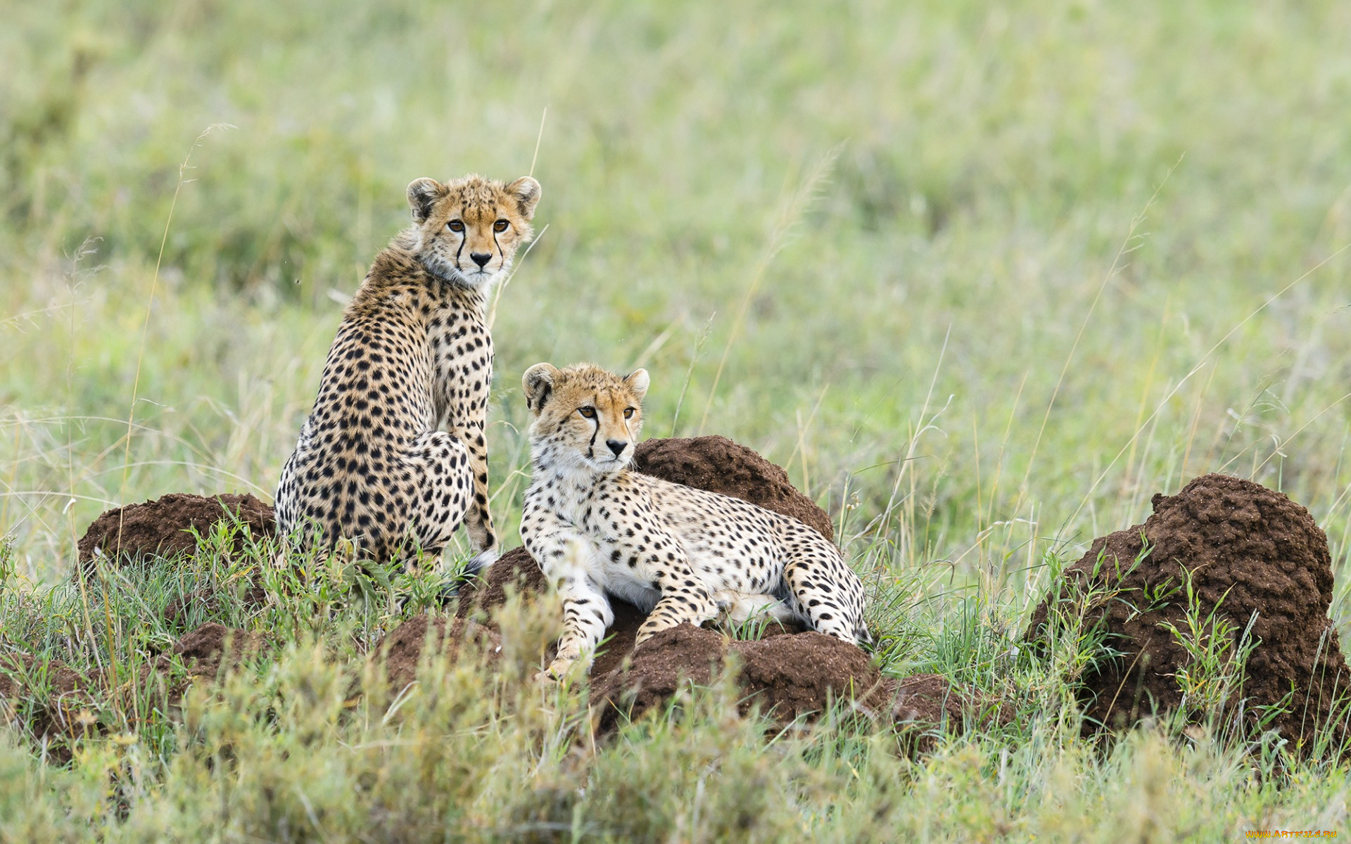 животные, гепарды, двое, растения, взгляд