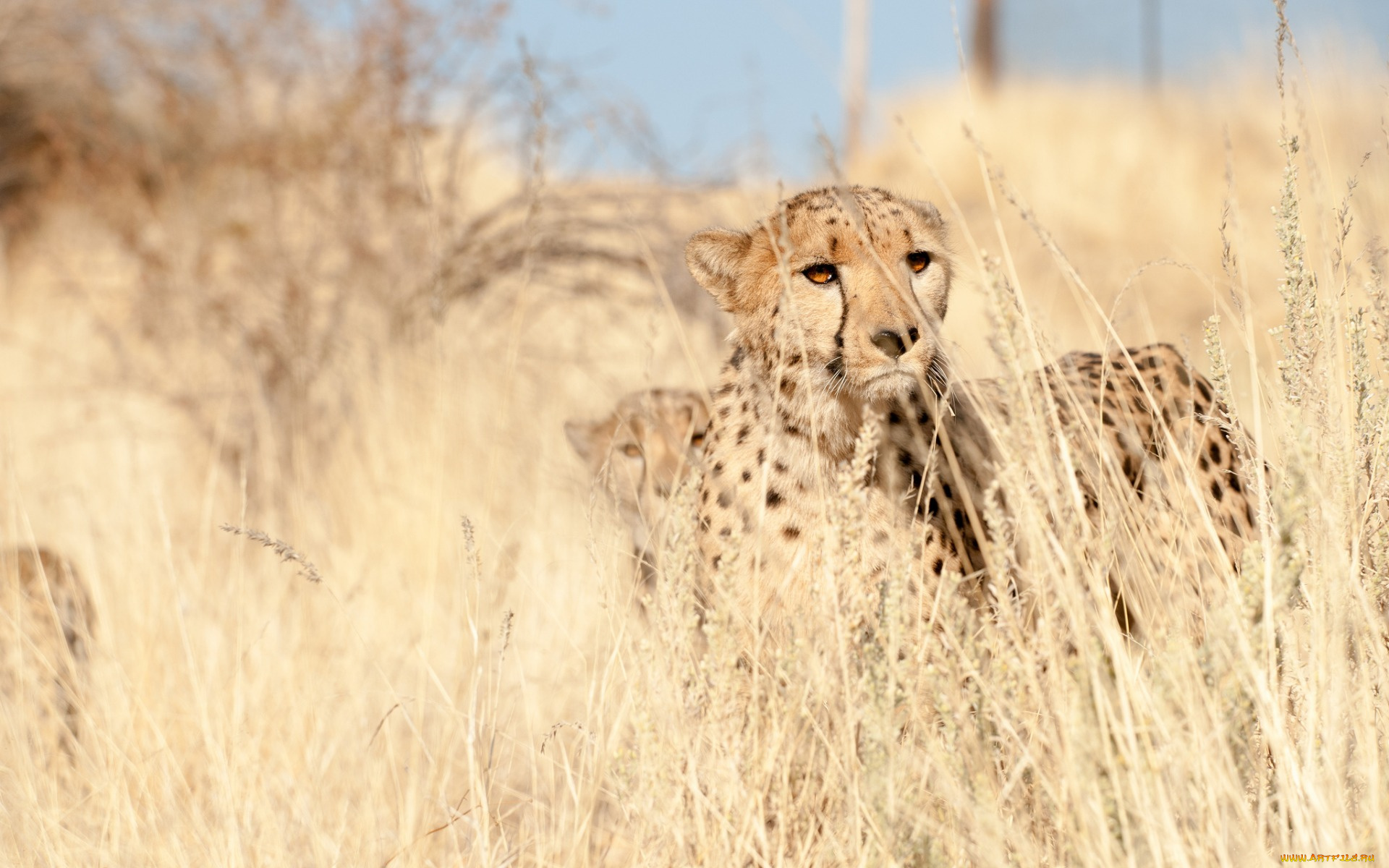 животные, гепарды, взгляд, трава