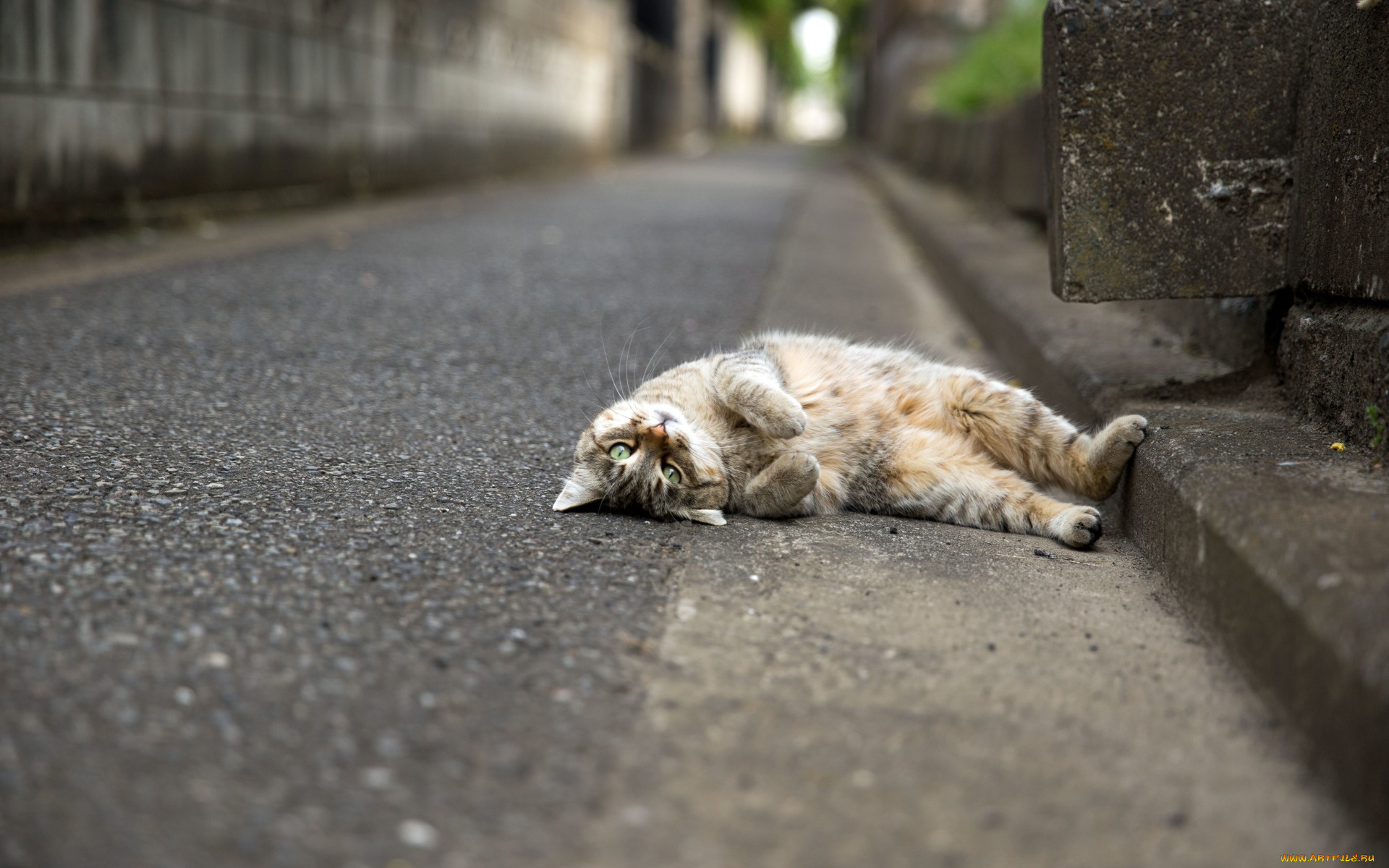 животные, коты, дорога, взгляд