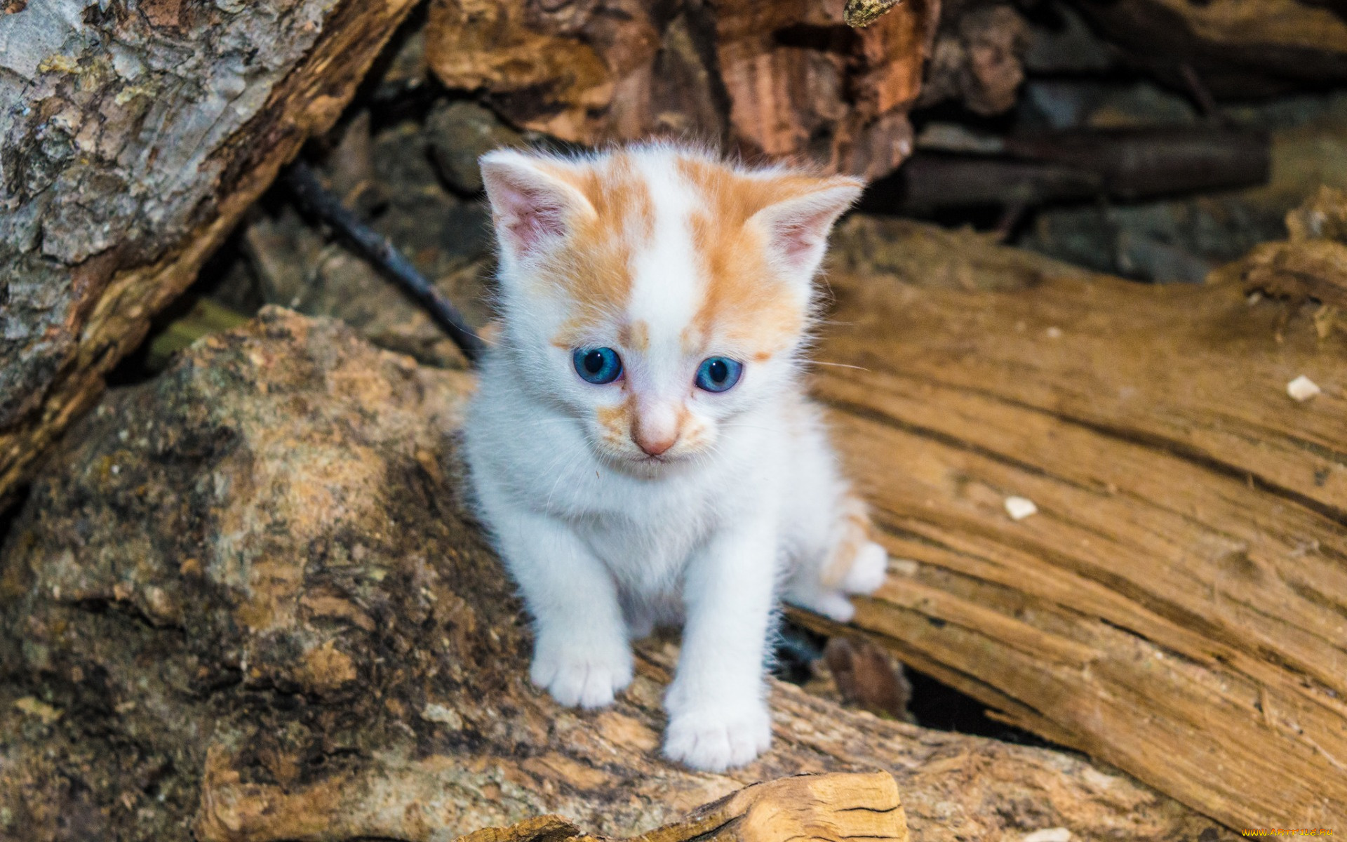 животные, коты, котенок
