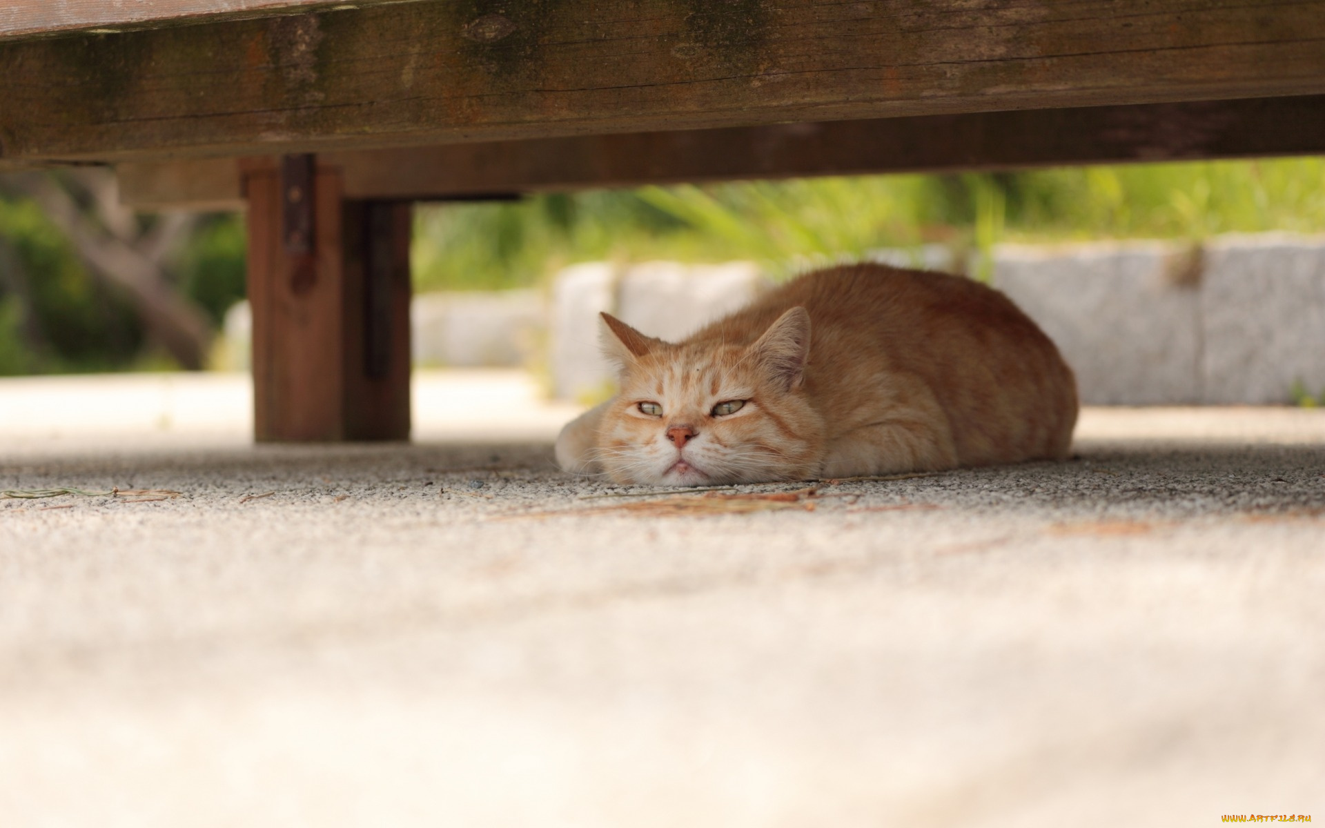 животные, коты, отдых, рыжий, цвет