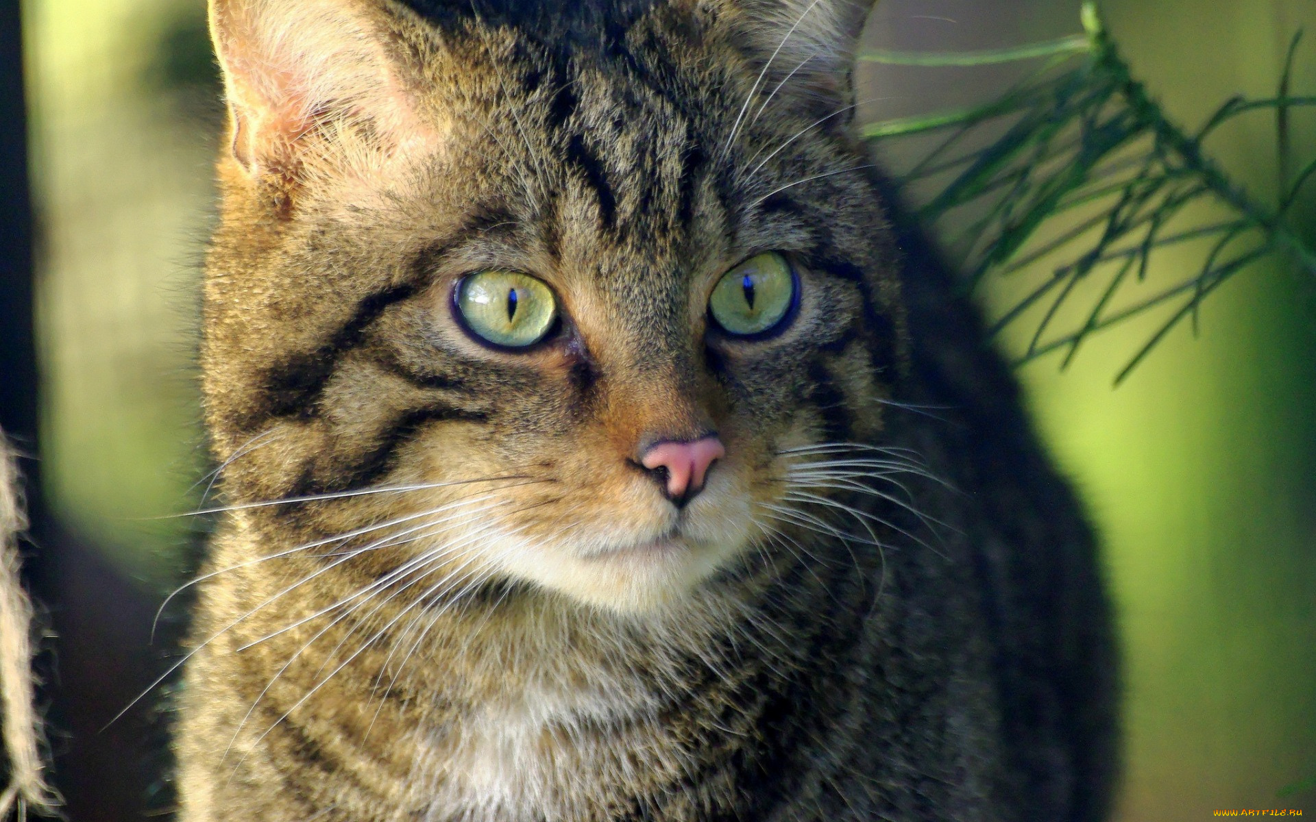 животные, коты, взгляд, морда