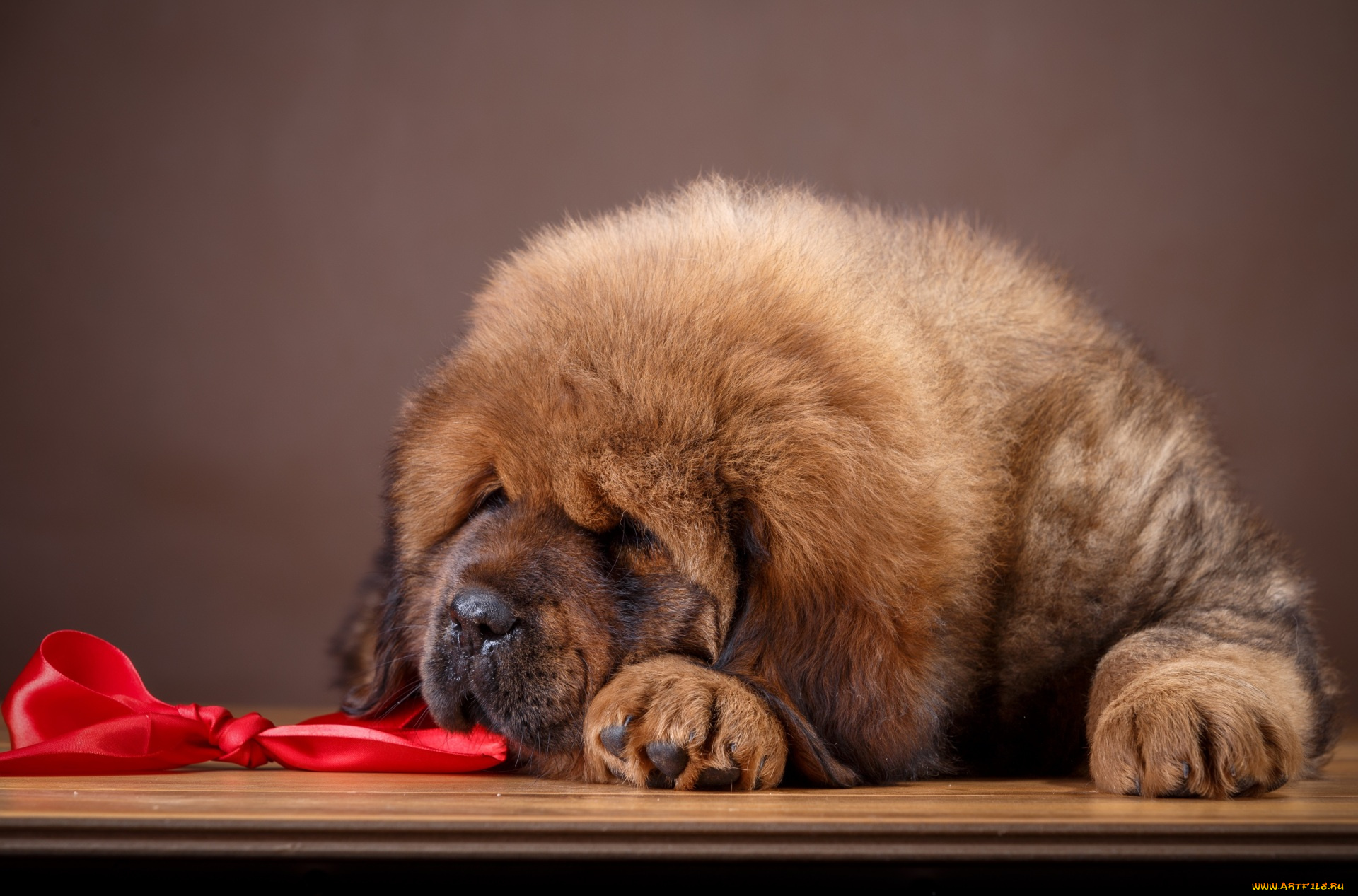 животные, собаки, отдых