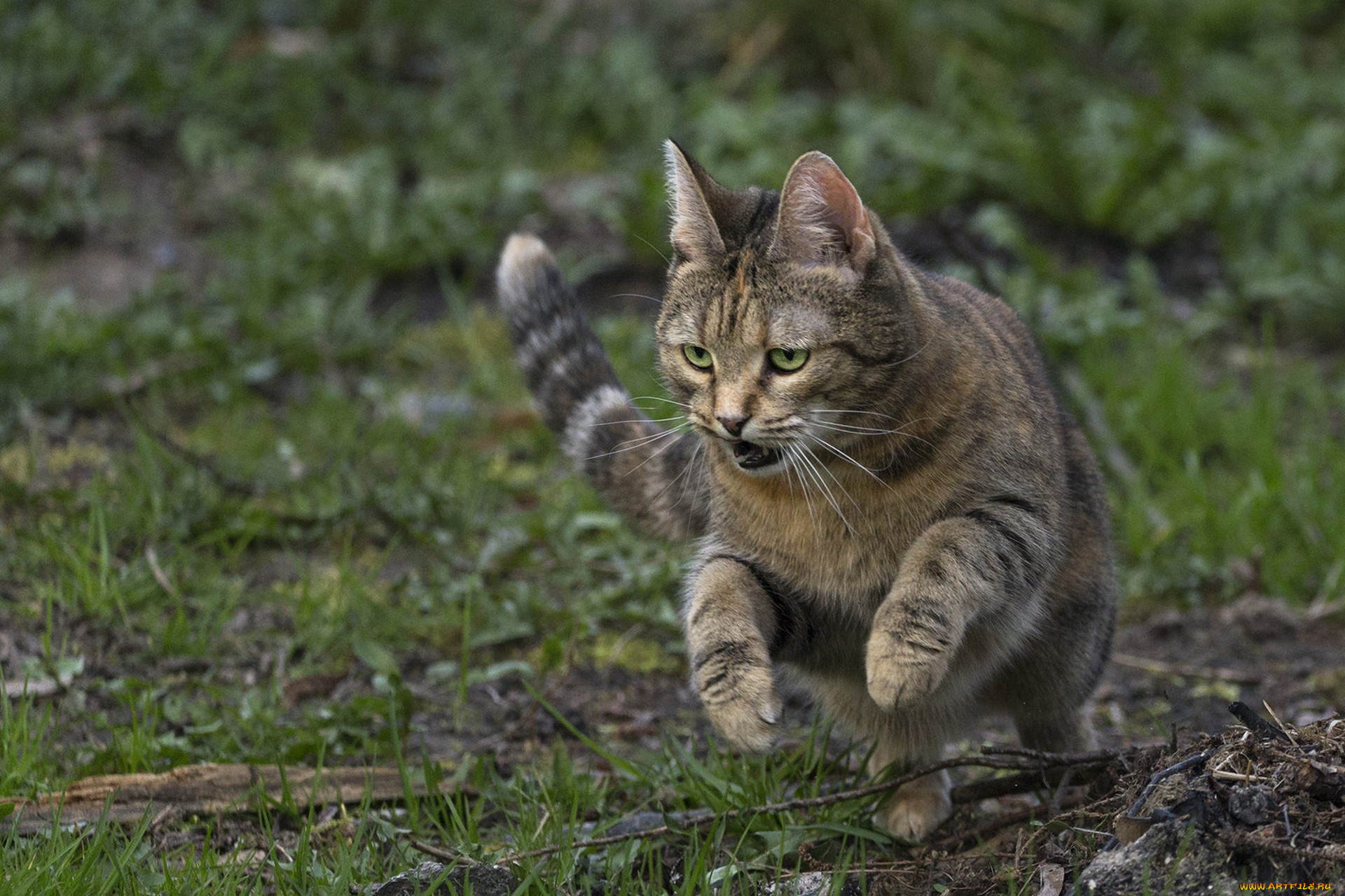животные, коты, киса