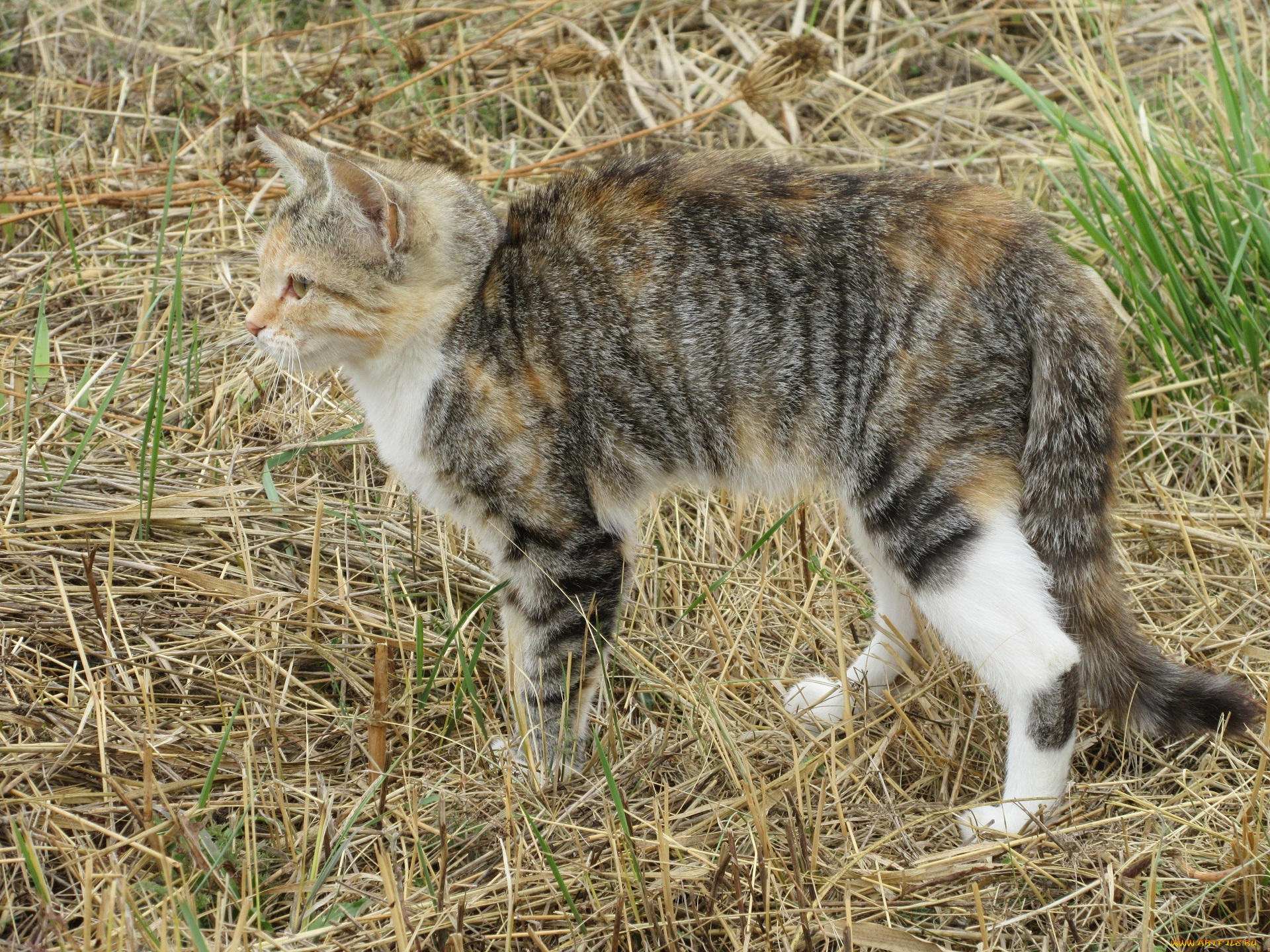 животные, коты, кошка