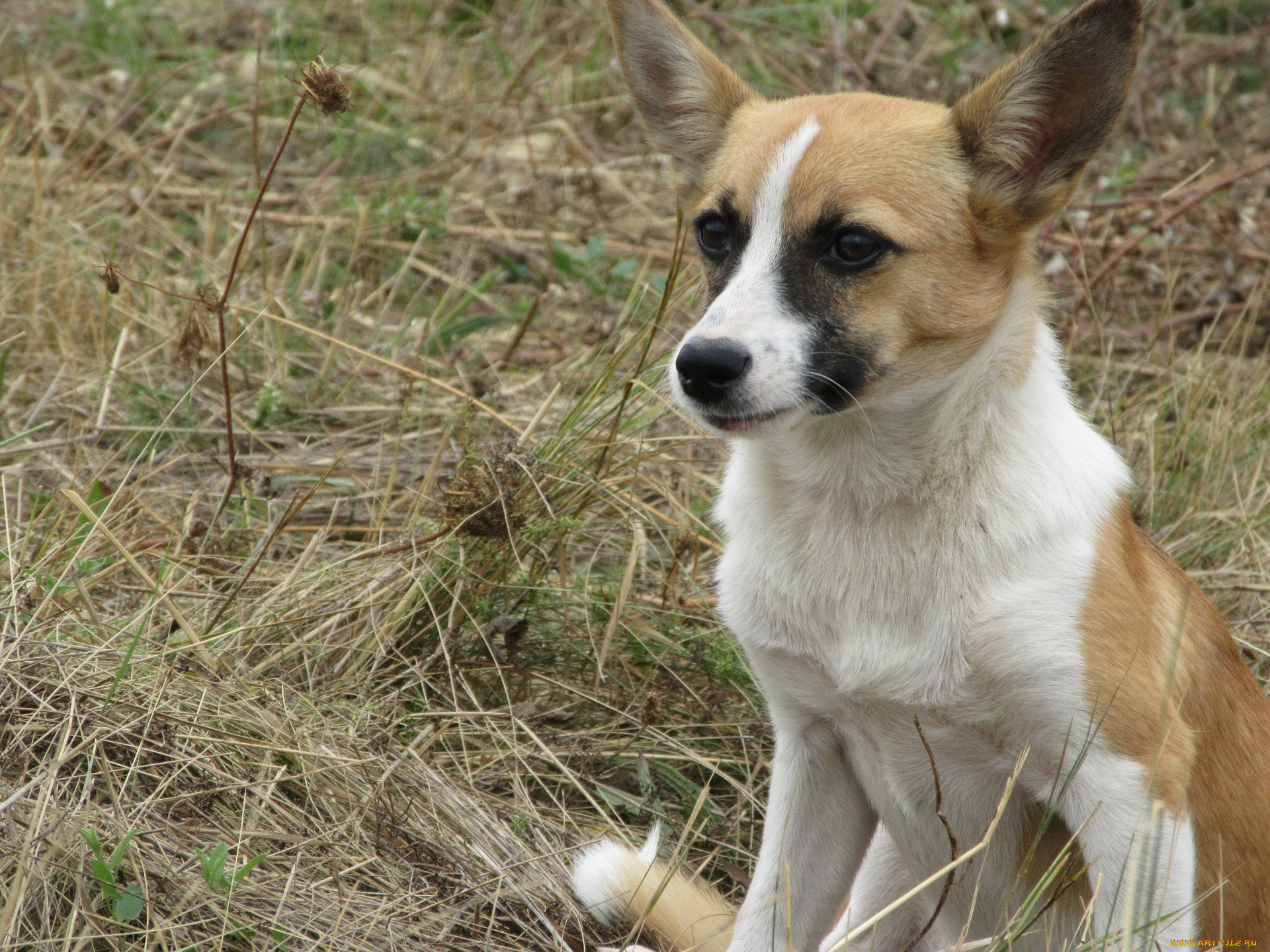 животные, собаки, собака