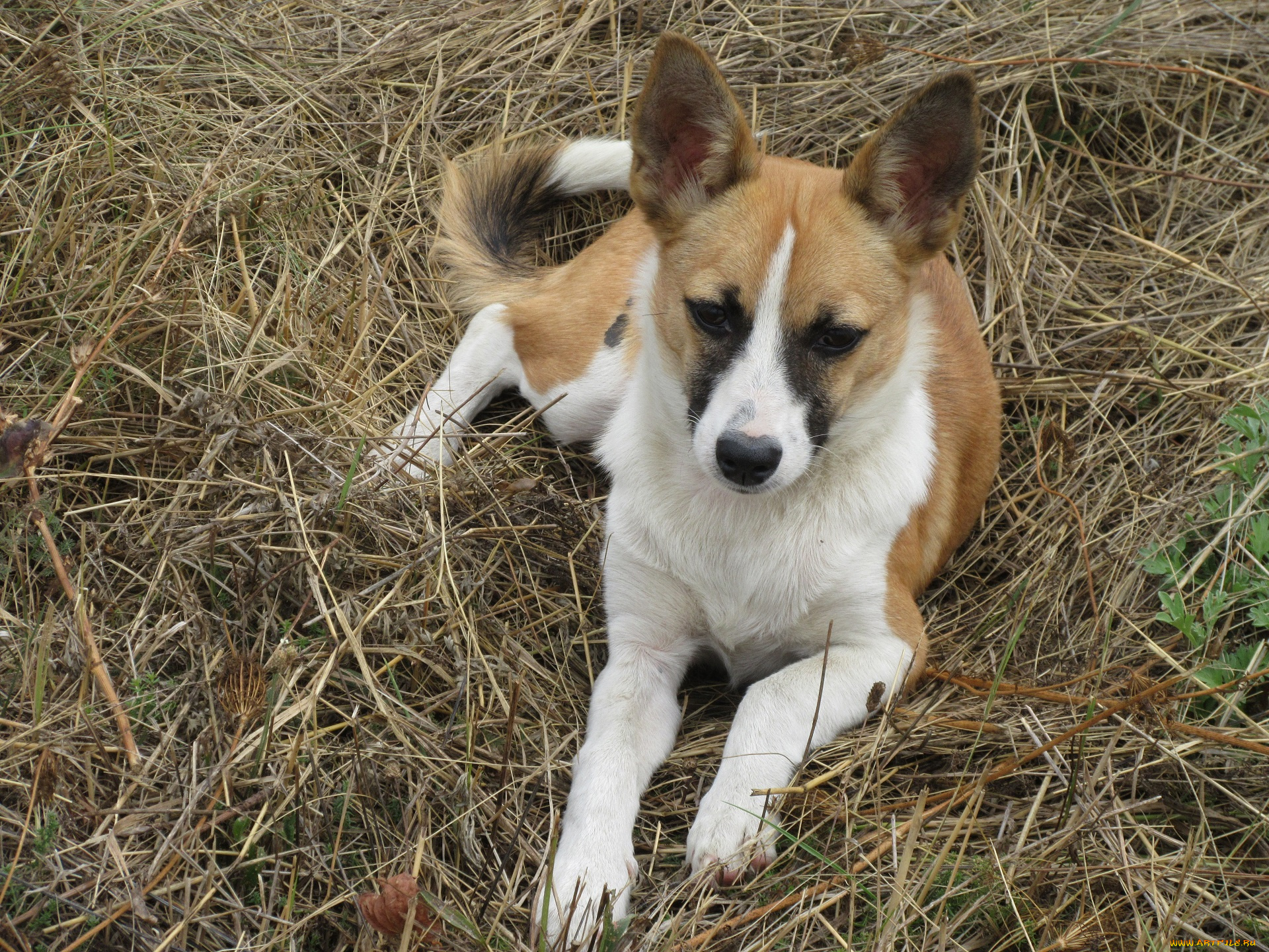 животные, собаки, собака